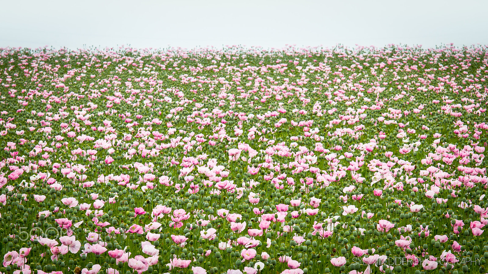 Canon EOS 7D sample photo. Large field of pretty pink flowers photography
