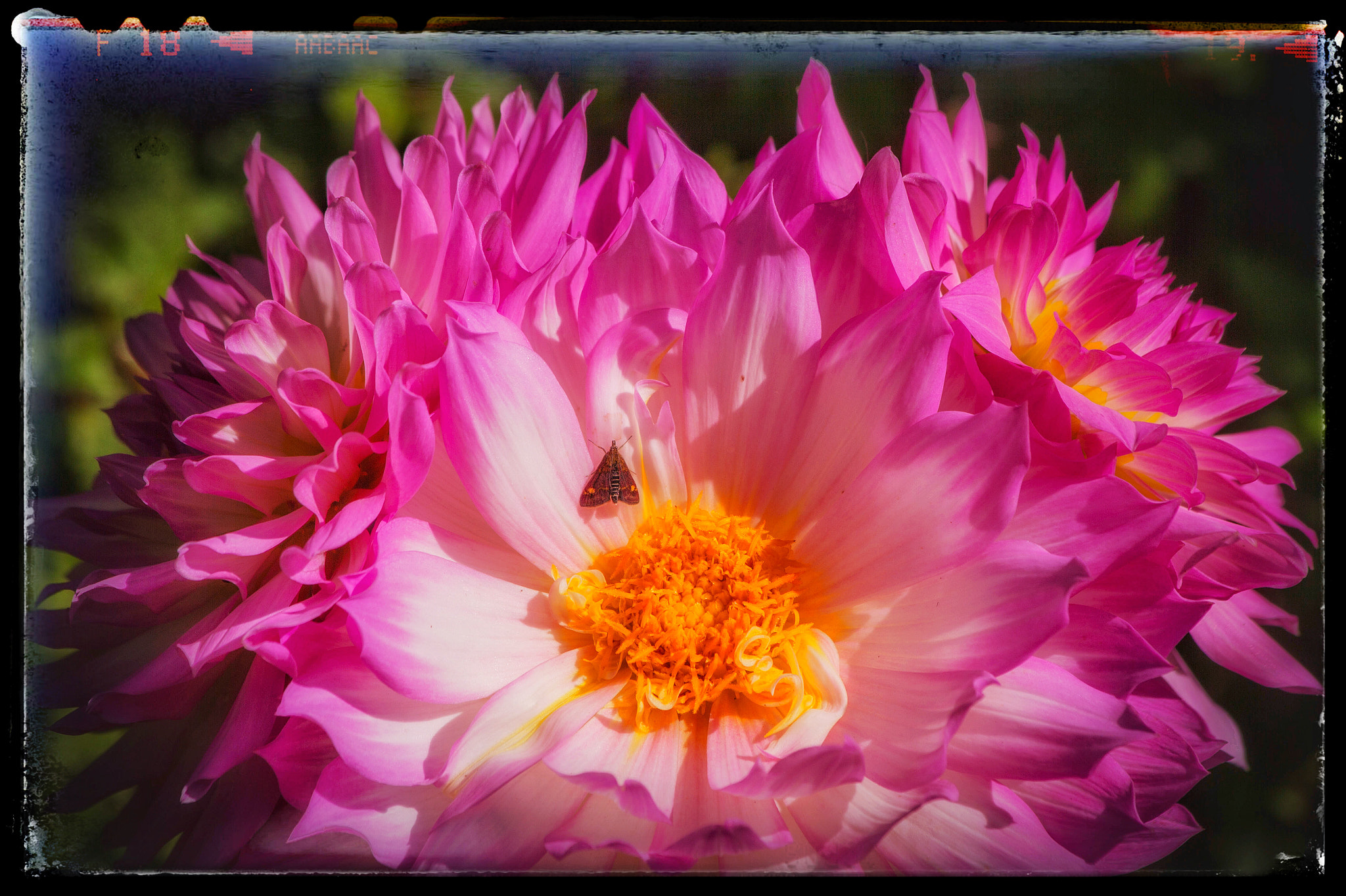 Canon EF 70-300mm F4-5.6 IS USM sample photo. Garden flower photography