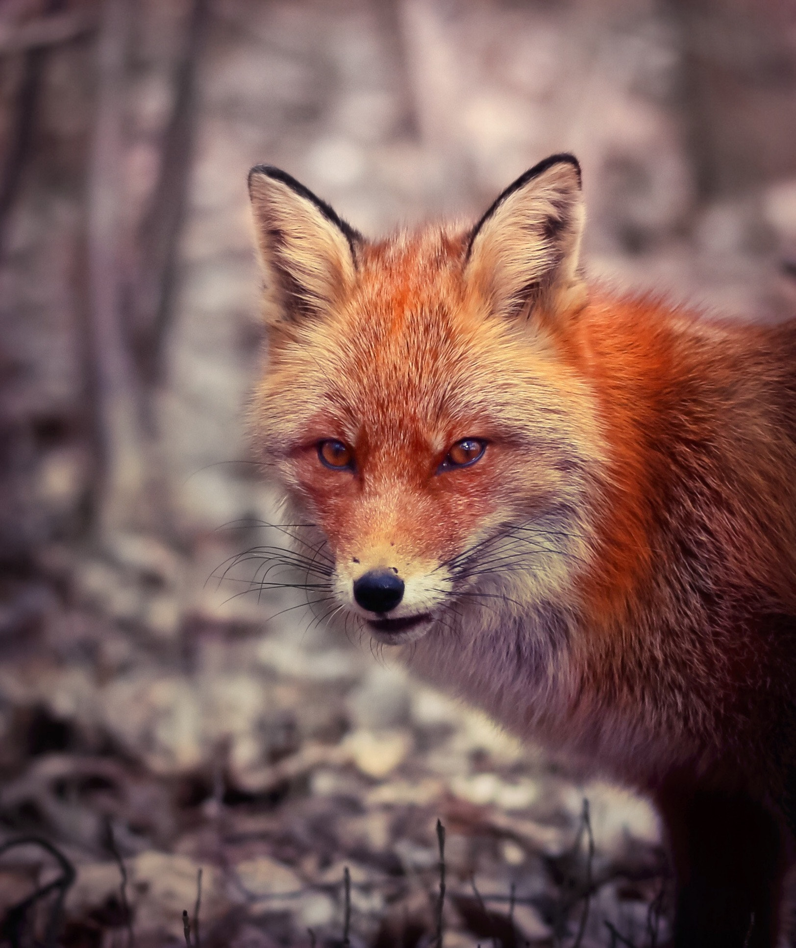 Sigma 105mm F2.8 EX DG OS HSM sample photo. Portrait of the friendly fox photography