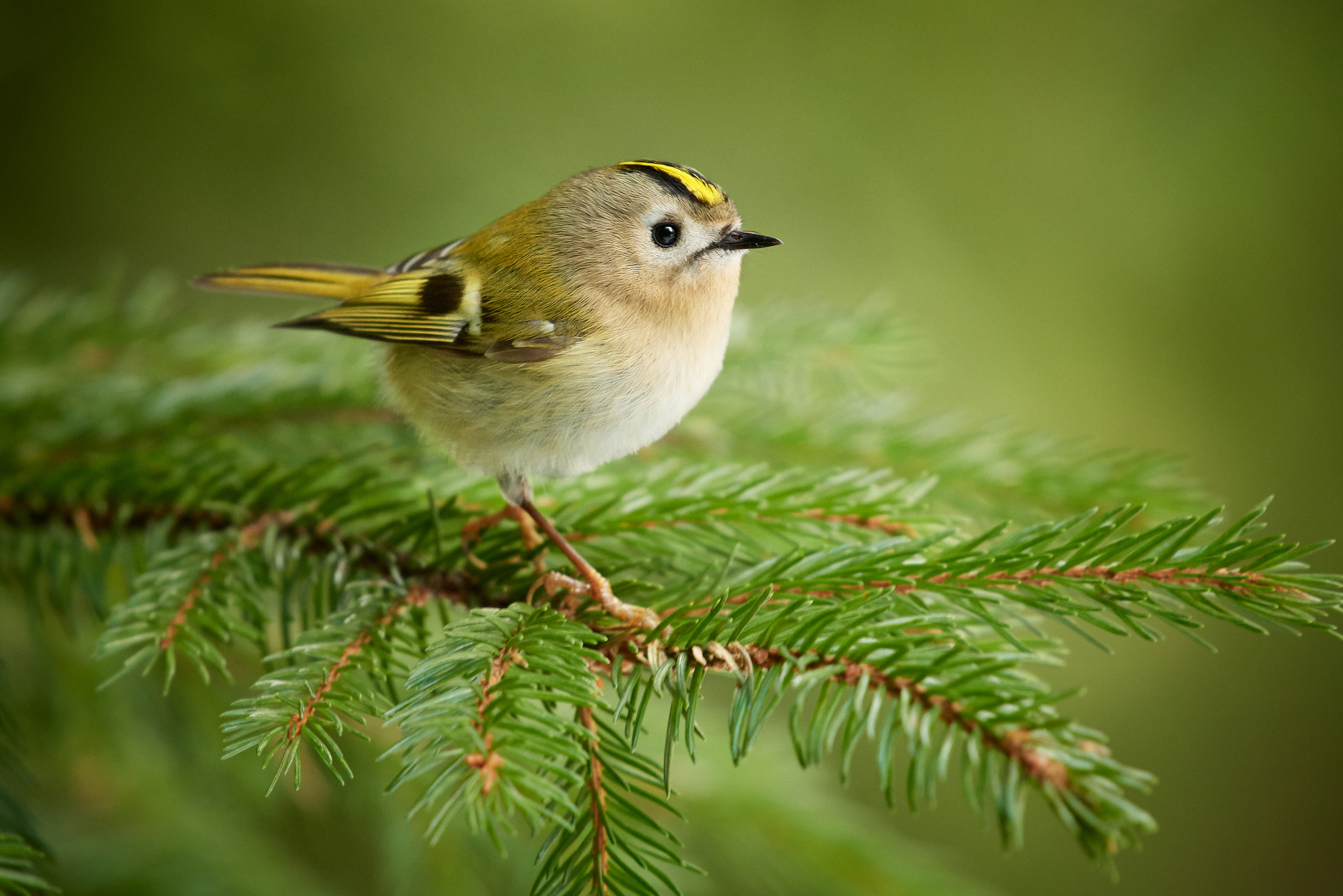 Nikon AF-S Nikkor 200-500mm F5.6E ED VR sample photo. Goldcrest (regulus regulus) photography