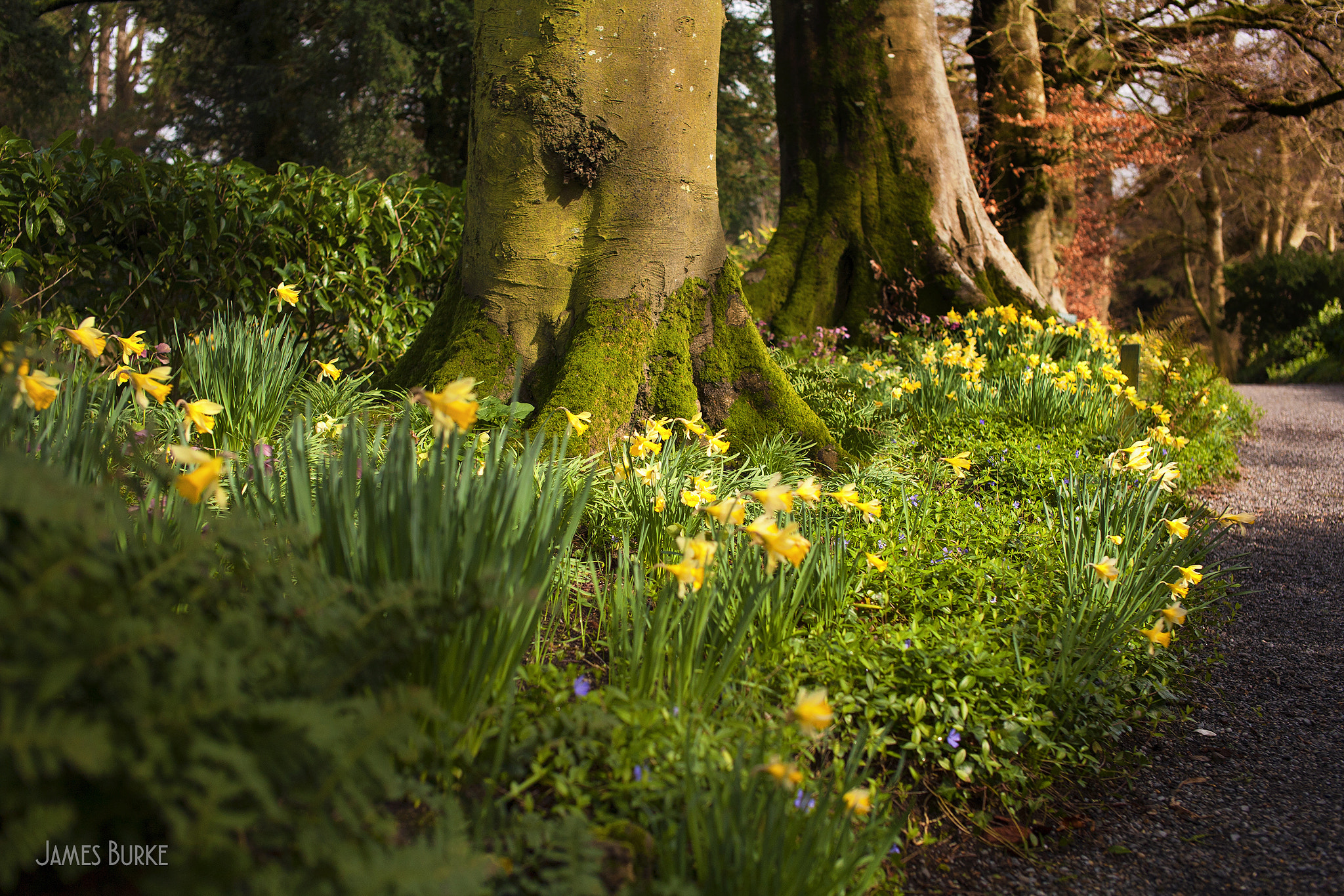 Sigma 50mm F1.4 EX DG HSM sample photo. Altamont spring photography