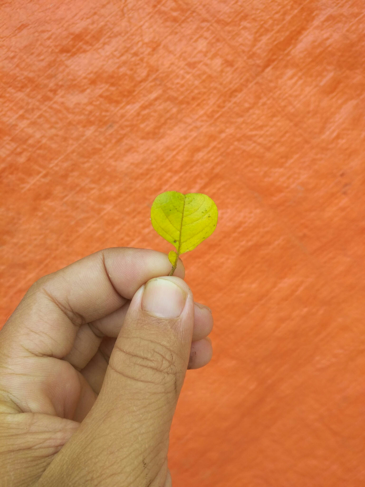 Xiaomi Mi-4c sample photo. Love photography