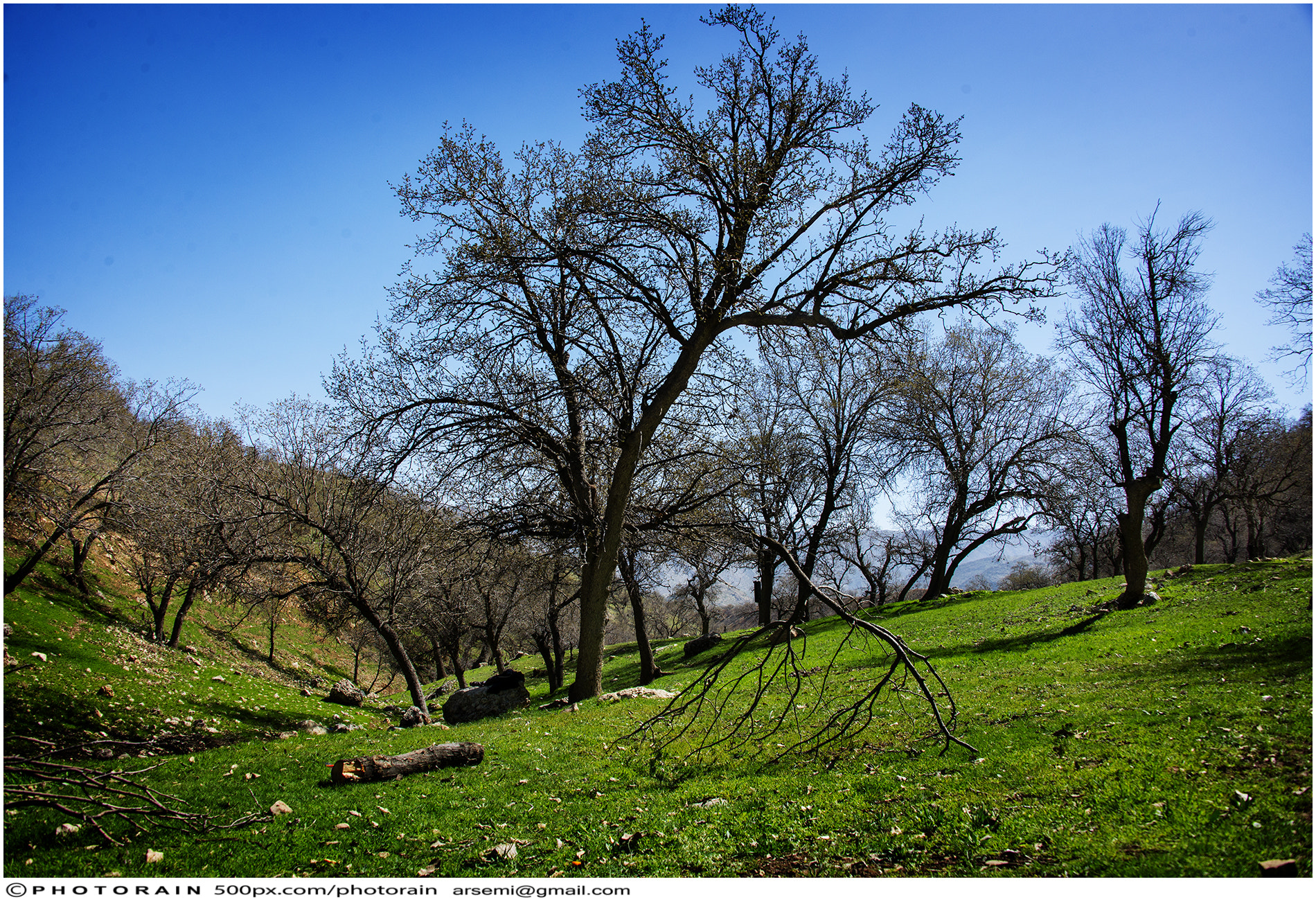 Nikon D600 sample photo. Welcome to spring photography