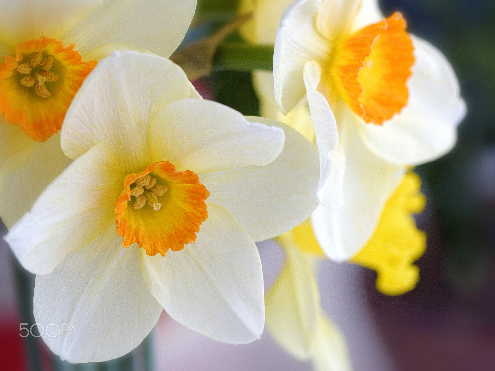 Nikon AF-S Micro-Nikkor 105mm F2.8G IF-ED VR sample photo. Why not? photography