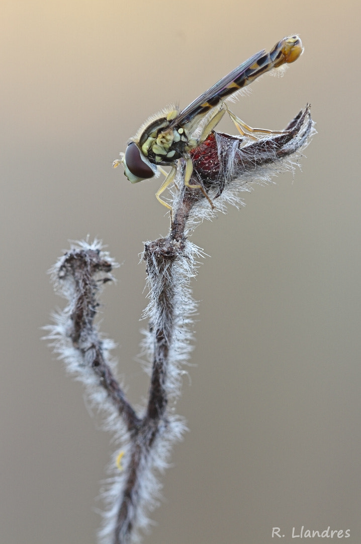 Canon EF 100mm F2.8 Macro USM sample photo. Syrphidae photography