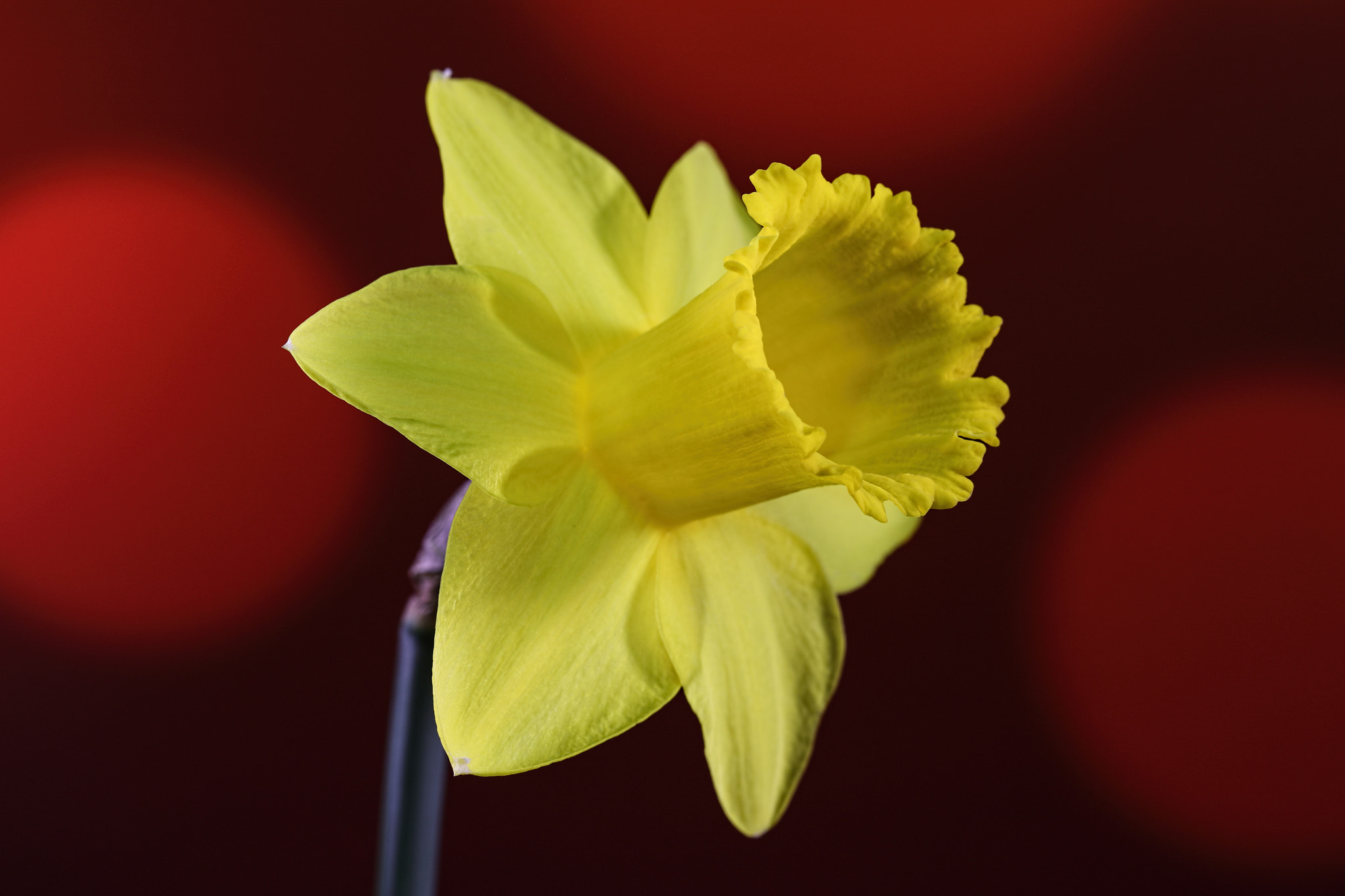 Canon EF 100mm F2.8 Macro USM sample photo. Spring trumpet photography