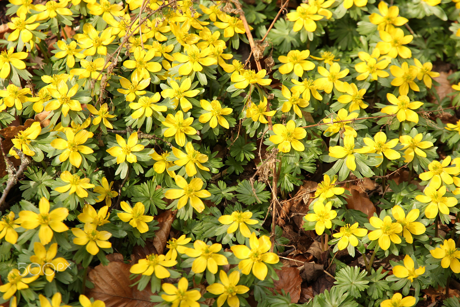 Canon EOS 60D sample photo. Winter aconites in the sun photography