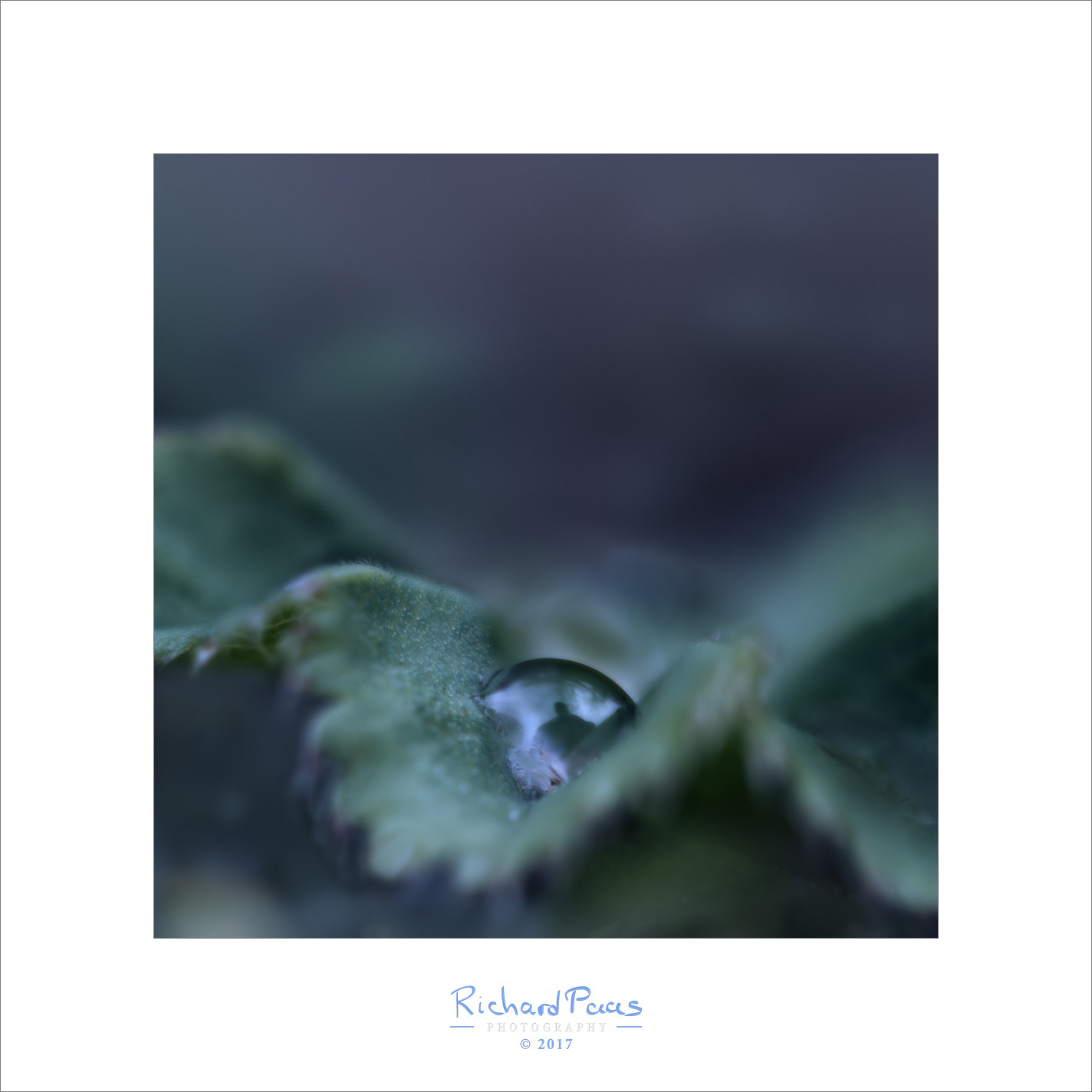 Olympus M.Zuiko Digital ED 60mm F2.8 Macro sample photo. Waterdrop (blue hour) photography