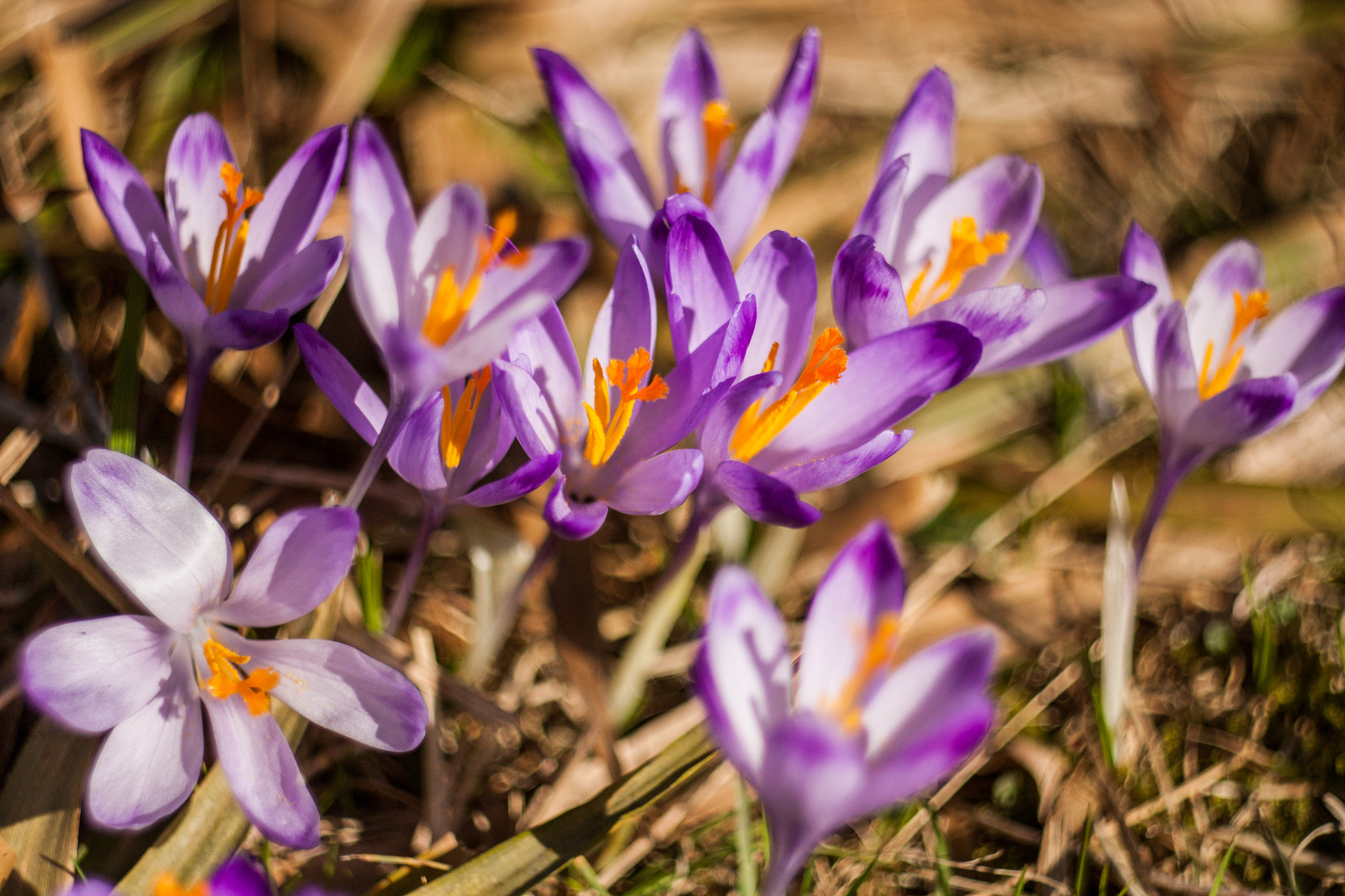 Canon EF 35-80mm f/4-5.6 sample photo. Poland is beauty photography