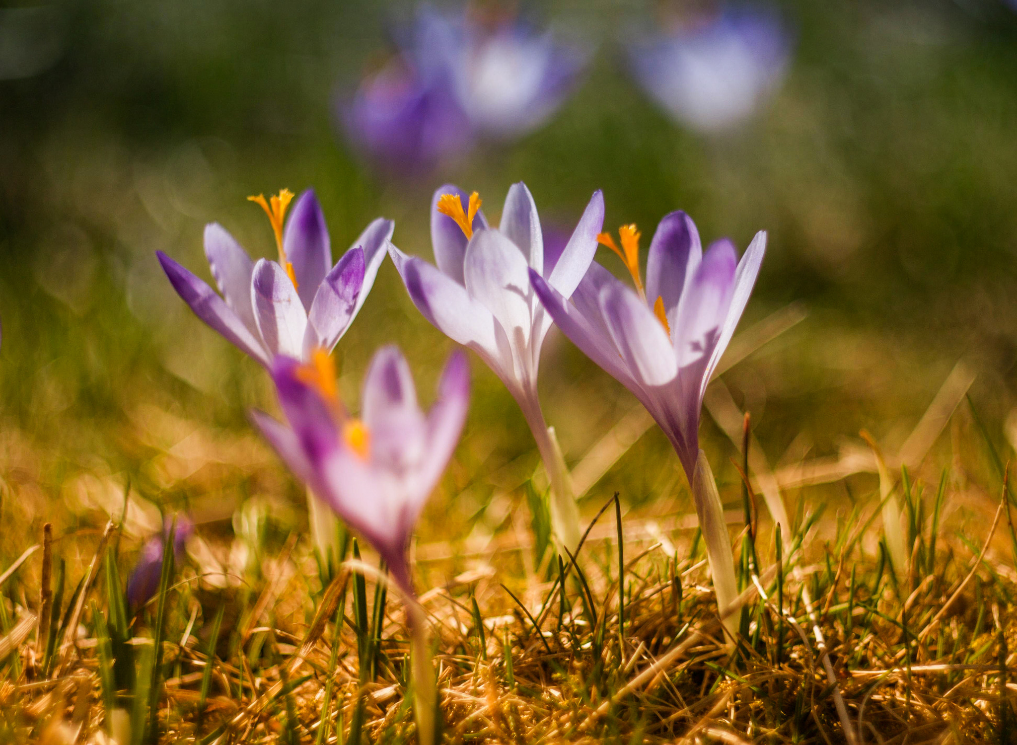 Canon EF 35-80mm f/4-5.6 sample photo. Poland is beauty photography