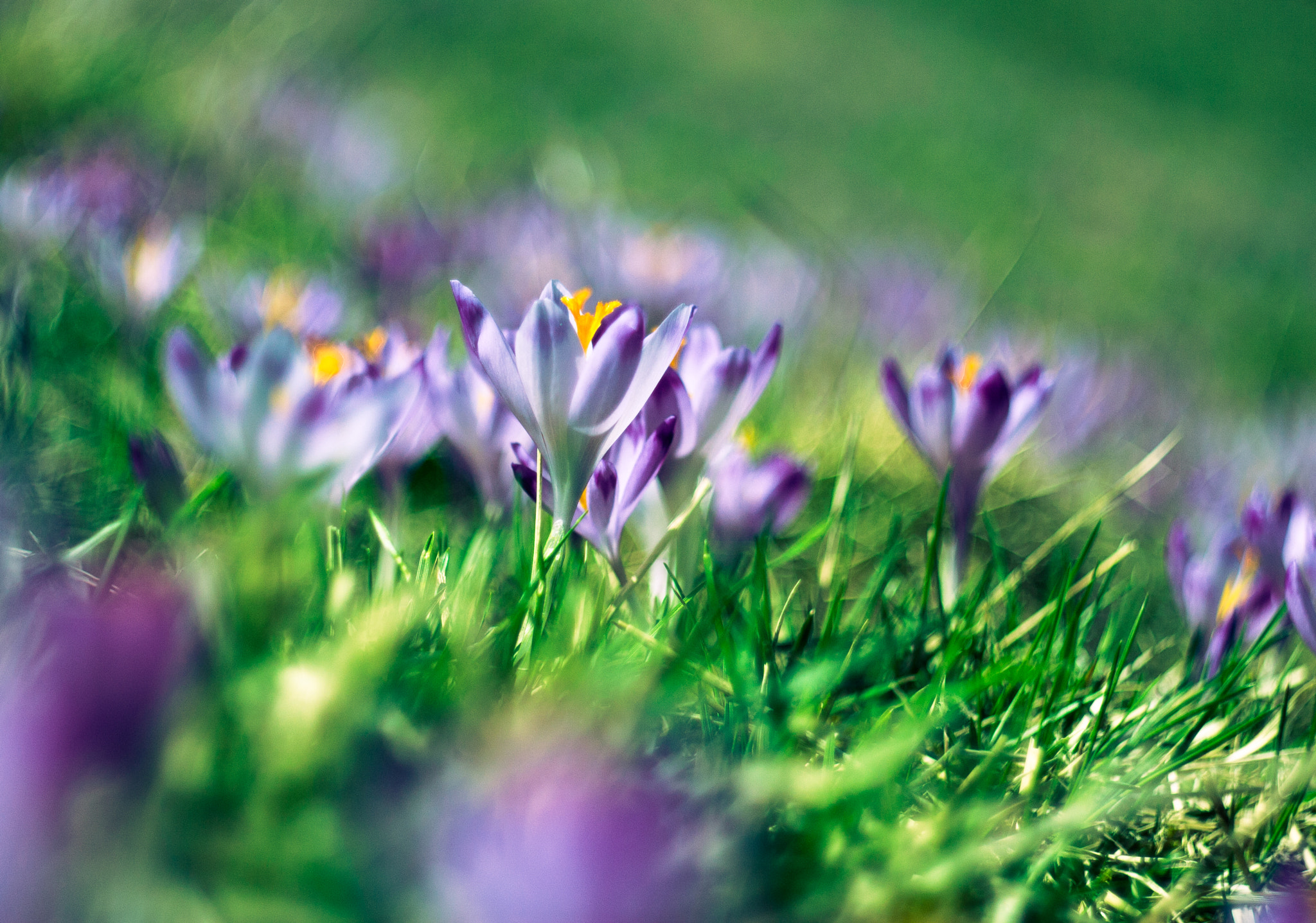 Canon EF 35-80mm f/4-5.6 sample photo. Poland is beauty photography