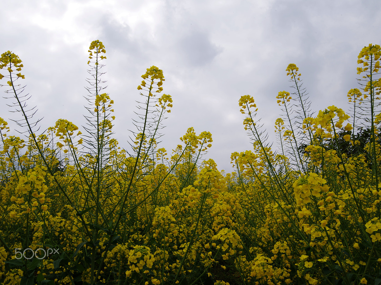 smc PENTAX-FA 645 33-55mm F4.5 AL sample photo. The golden rape flower photography