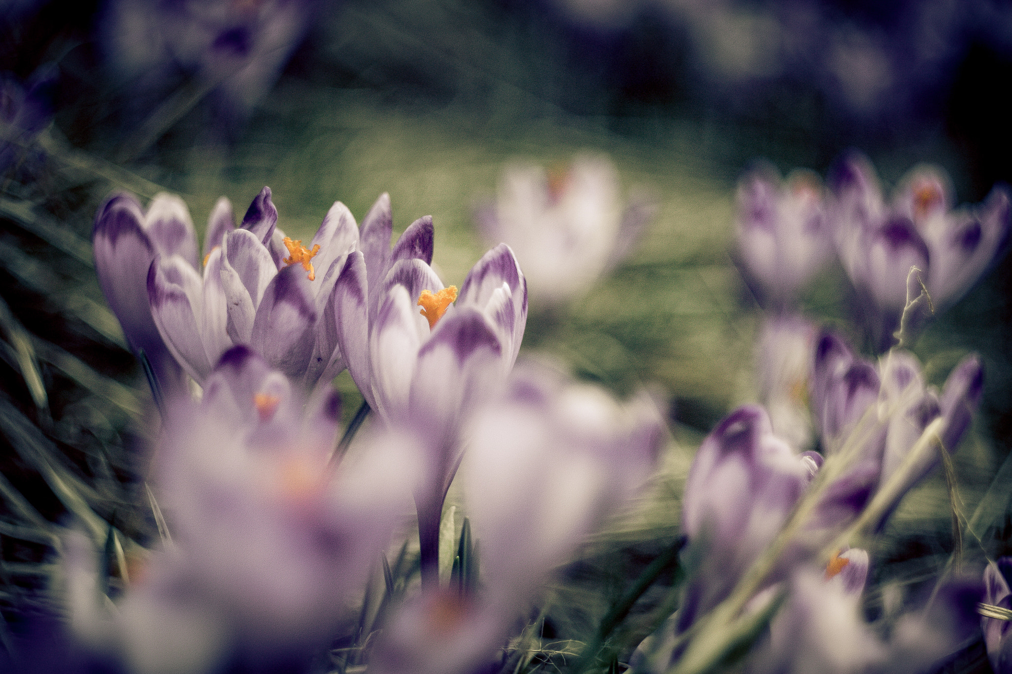 Canon EF 35-80mm f/4-5.6 sample photo. Poland is beauty photography