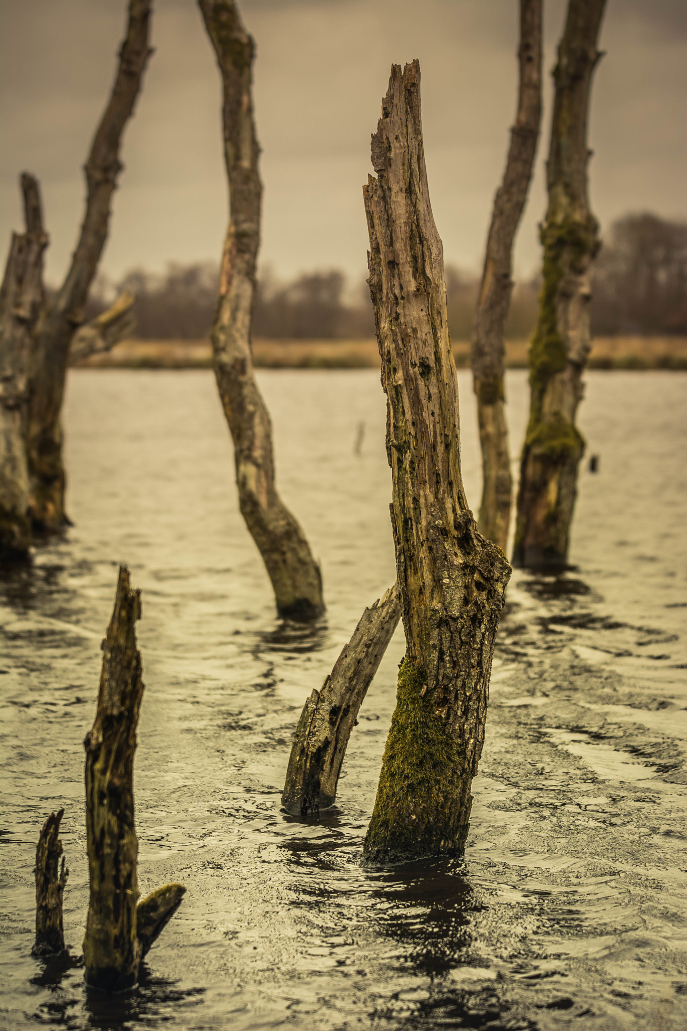AF-S Zoom-Nikkor 80-200mm f/2.8D IF-ED sample photo. Jan durkspolder photography