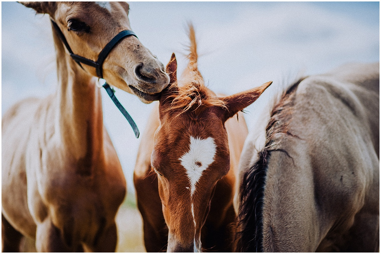 Nikon D3 + Nikon AF-S Nikkor 85mm F1.8G sample photo. The foals photography