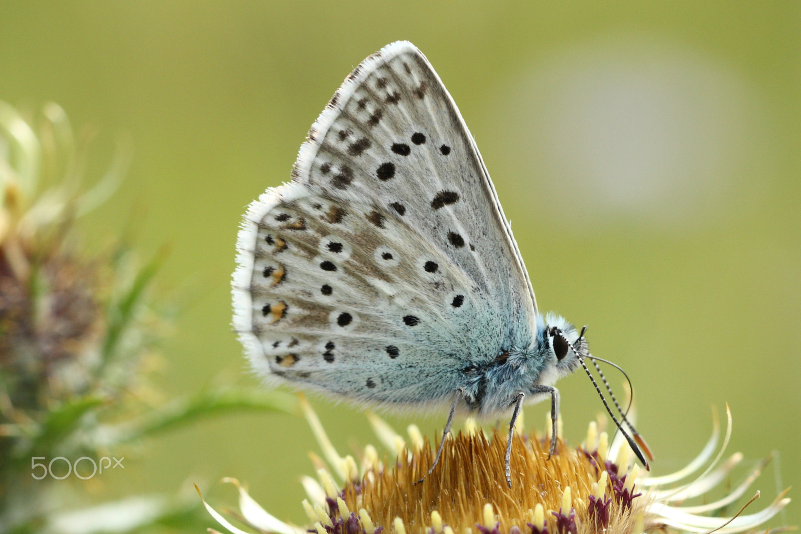 Canon EF 100mm F2.8L Macro IS USM sample photo. Chalk hill blue photography