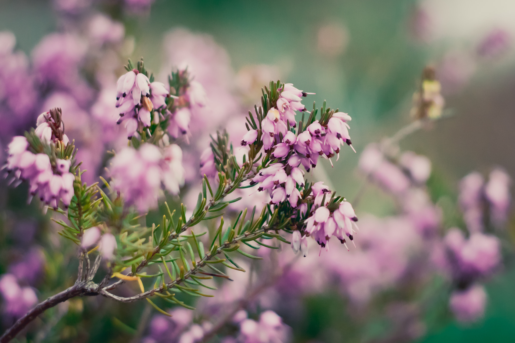 Nikon D3300 + Nikon AF Nikkor 50mm F1.8D sample photo. Pink heather flower photography