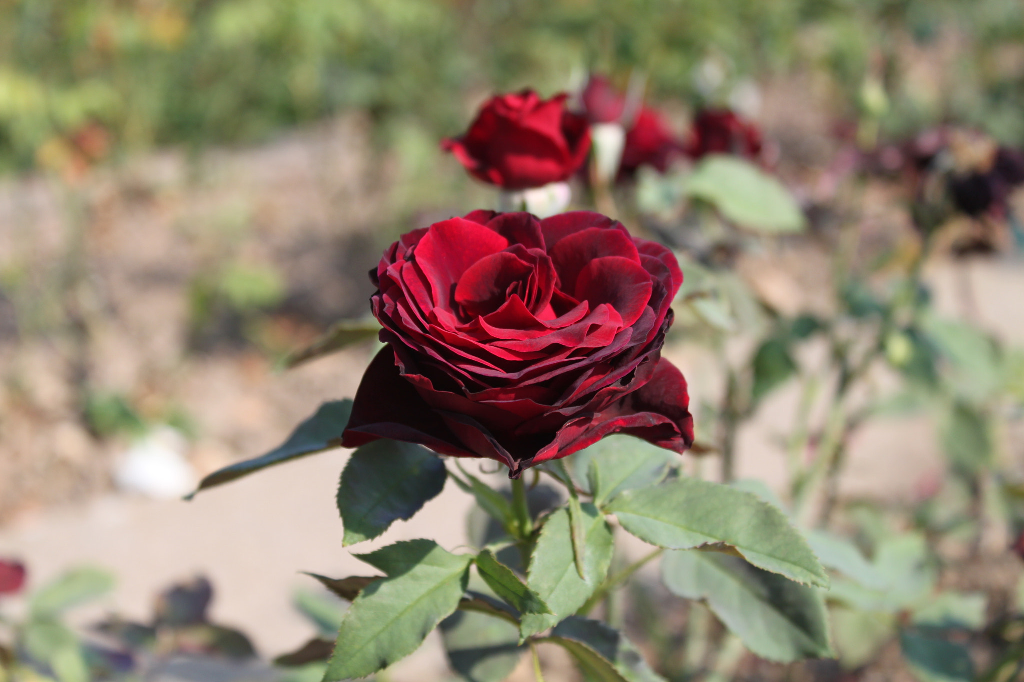 Canon EF-S 18-55mm F3.5-5.6 IS sample photo. Red rose photography