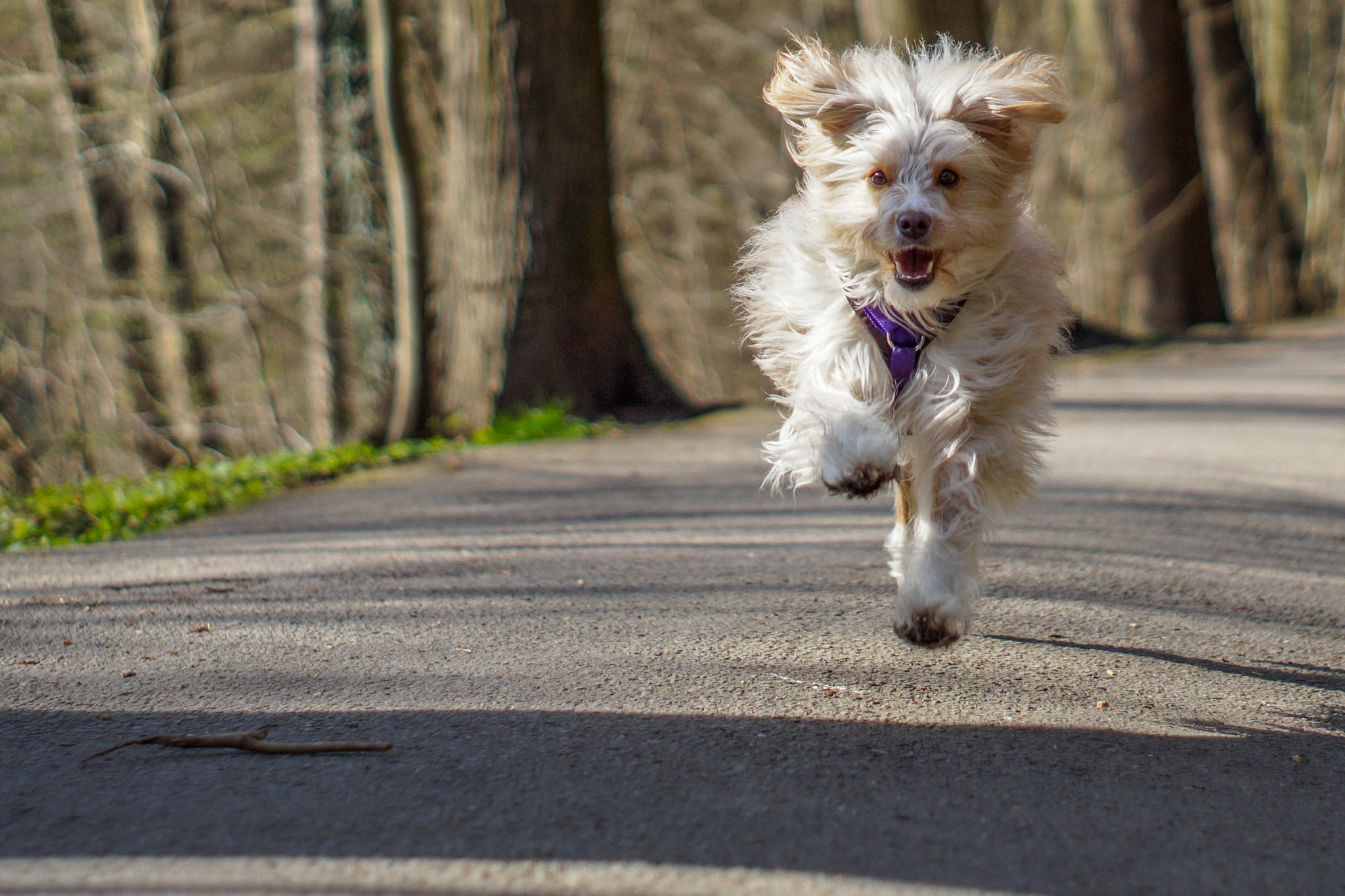 Sony SLT-A58 + Minolta AF 50mm F1.7 sample photo. Jolly running and jumping photography