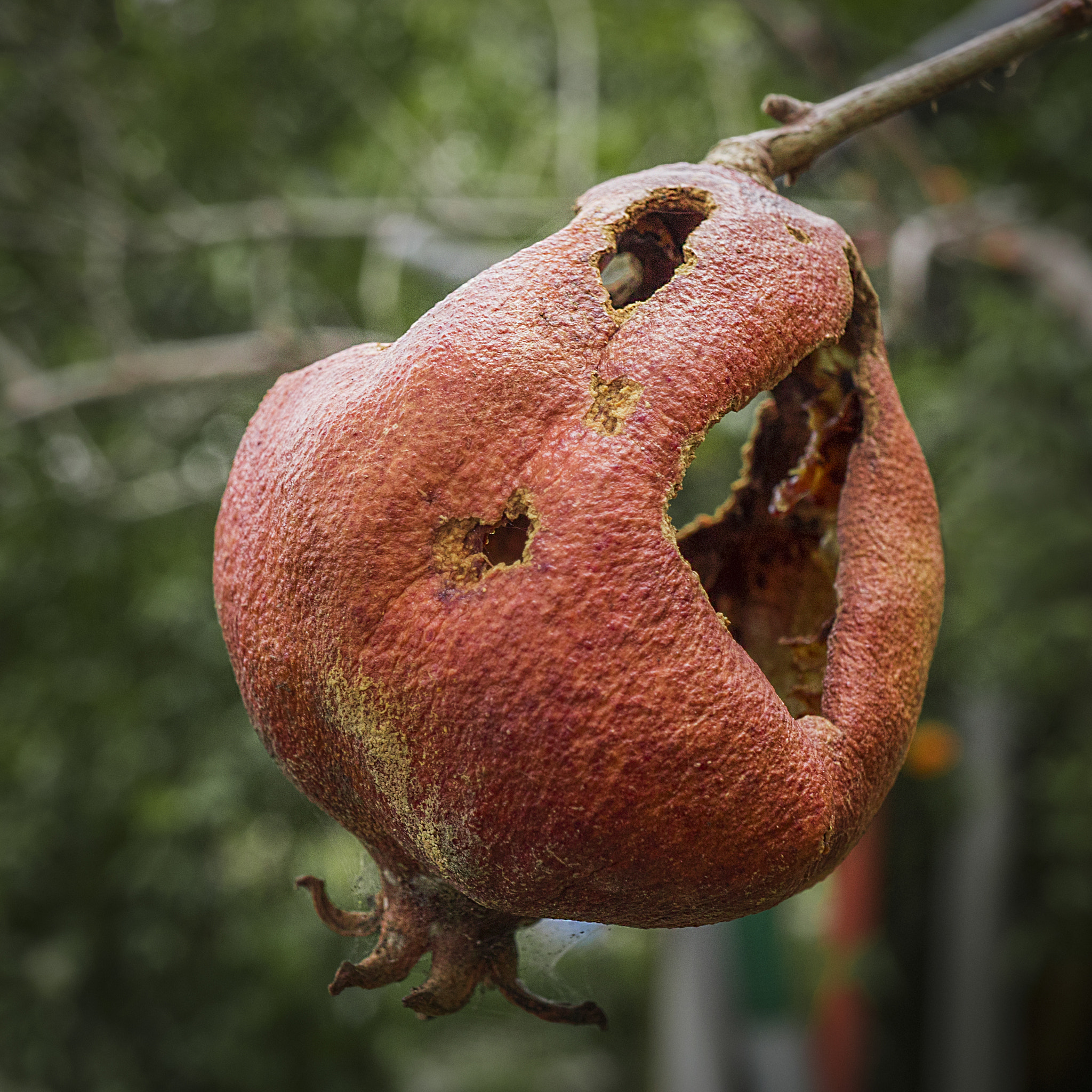 Sony a7R II + Sony E 30mm F3.5 Macro sample photo. Pomegranate photography