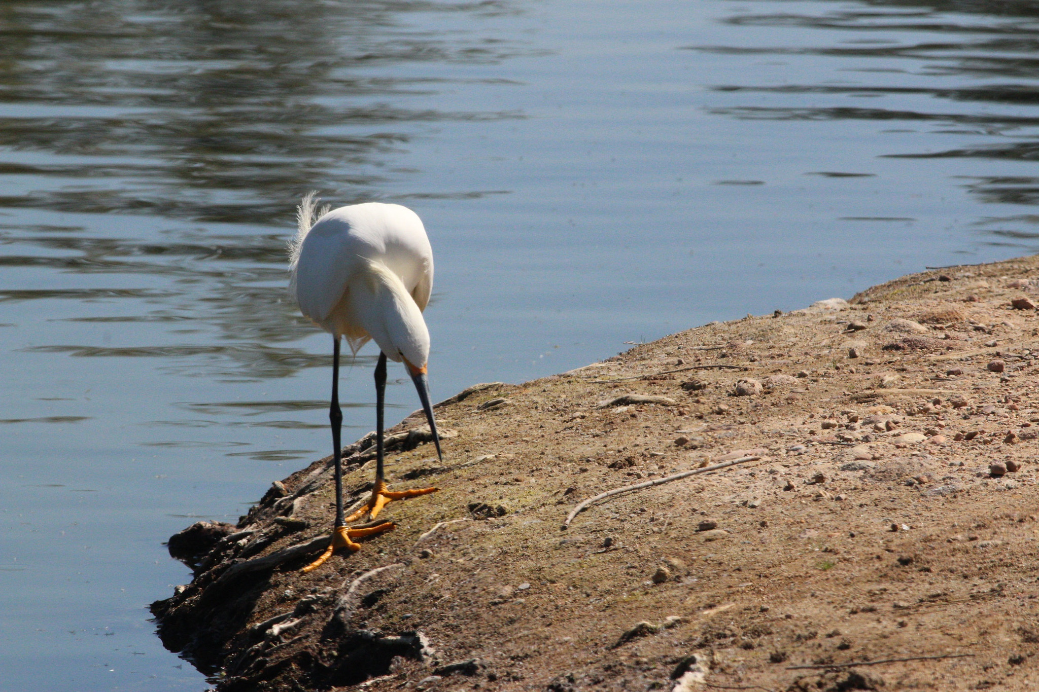 Canon EOS 70D + Canon EF 400mm F5.6L USM sample photo. Snowy egret photography
