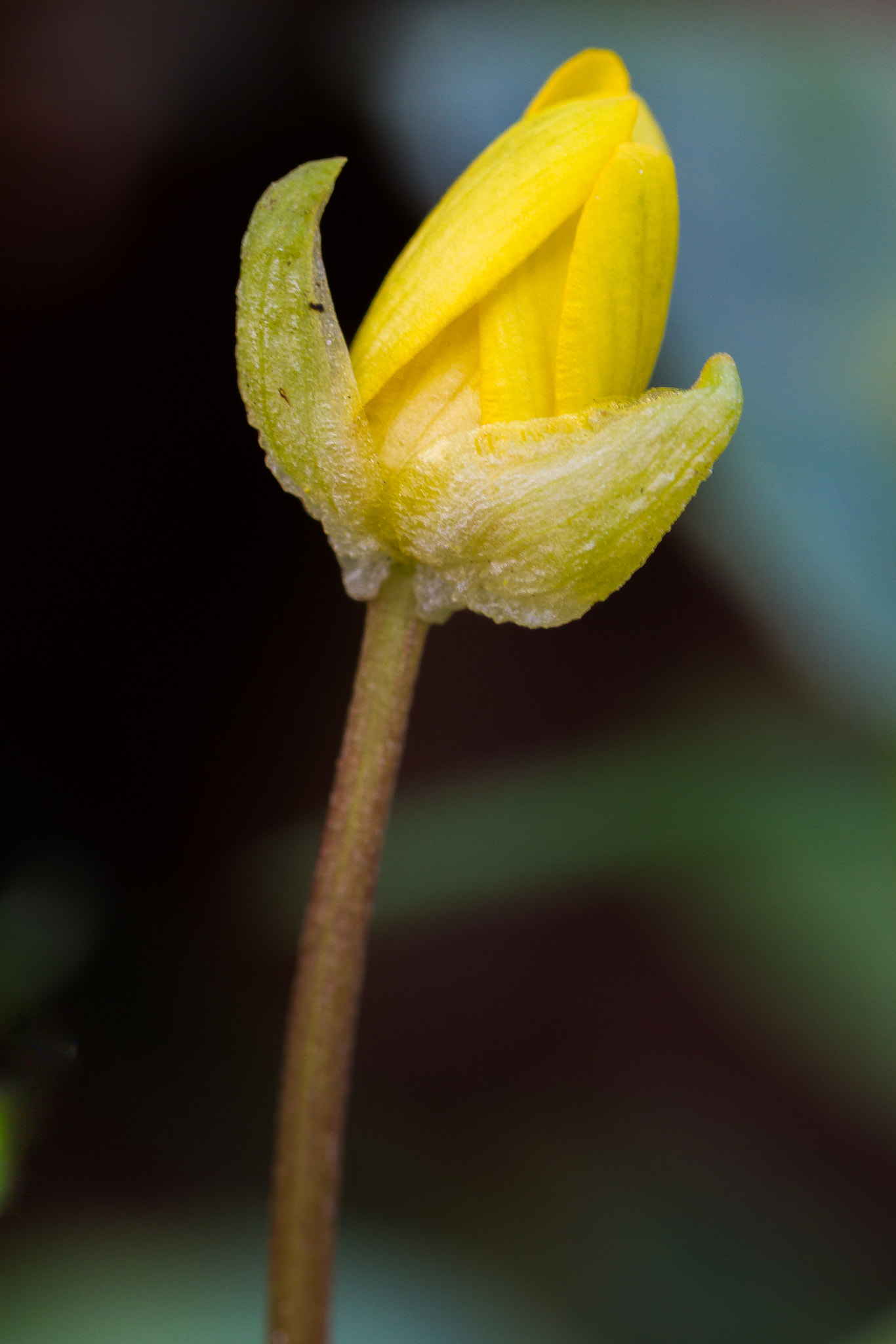 Sigma 105mm F2.8 EX DG OS HSM sample photo. Explosion de vie photography