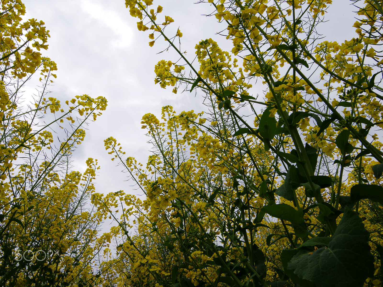smc PENTAX-FA 645 33-55mm F4.5 AL sample photo. Flying rape flower photography