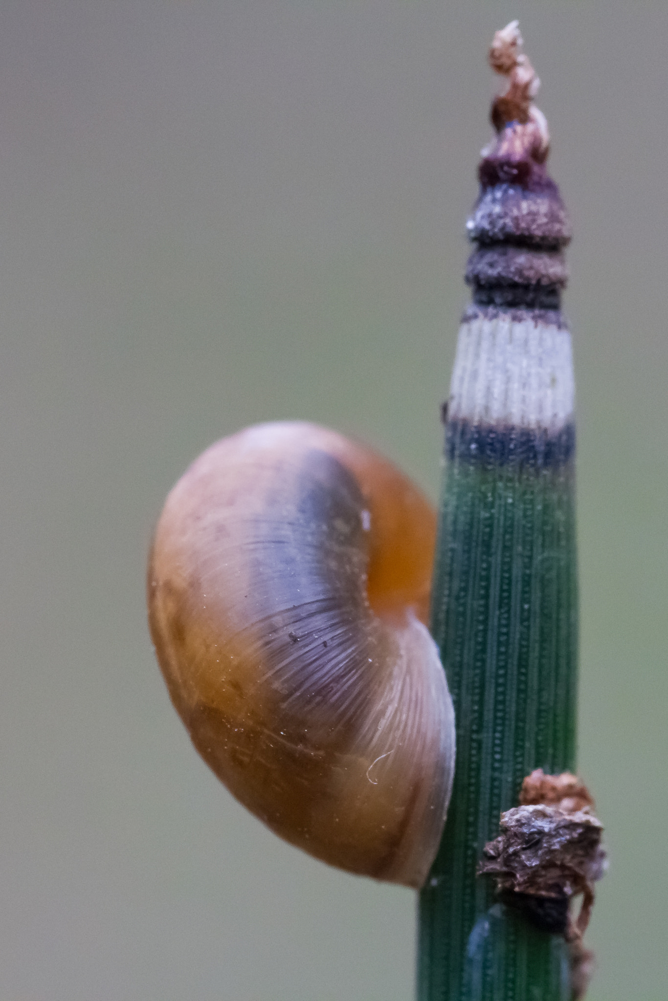 Sigma 105mm F2.8 EX DG OS HSM sample photo. Explosion de vie photography