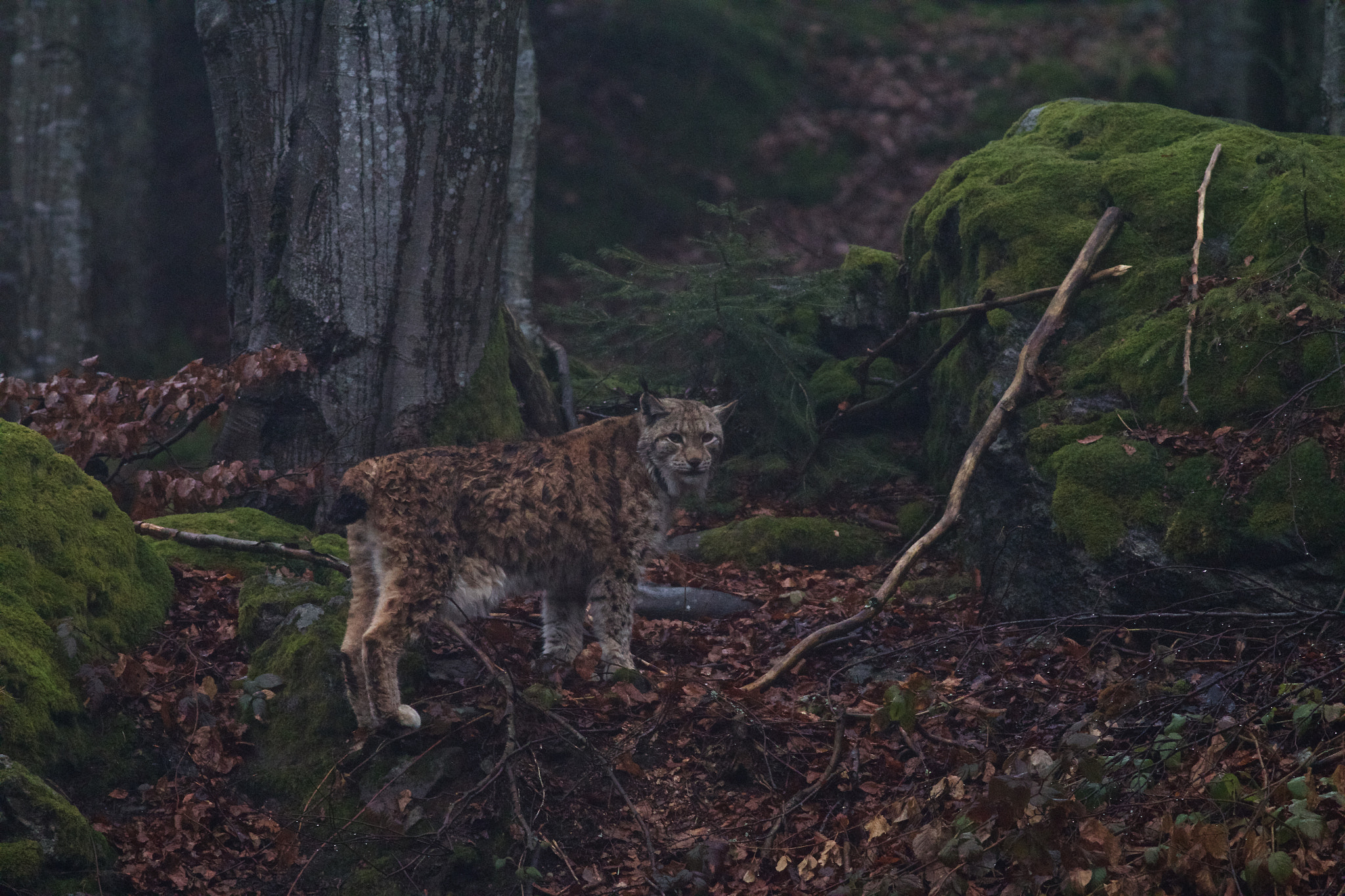 Canon EOS 70D + Canon EF 400mm F5.6L USM sample photo. Eurasian lynx photography