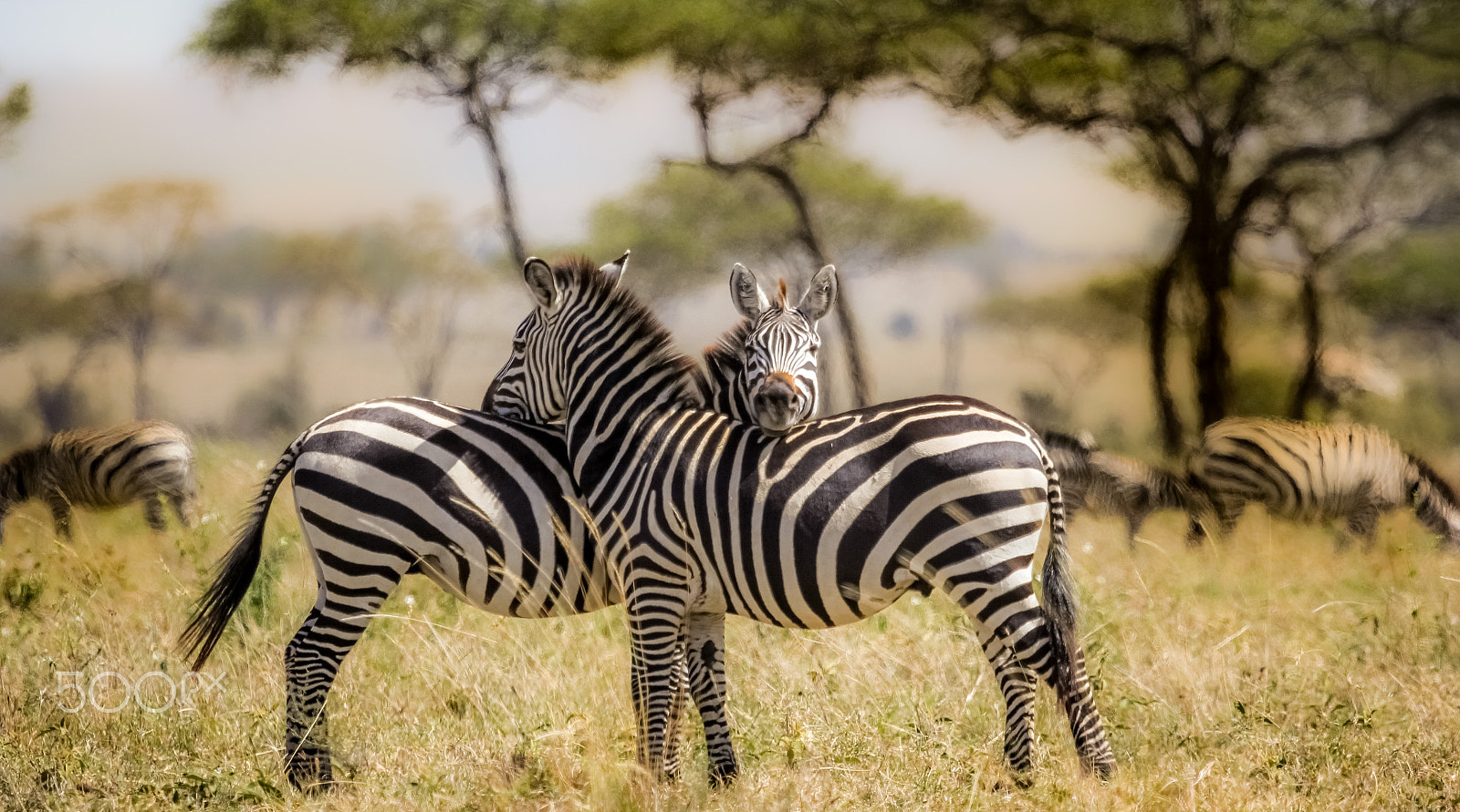 Canon EF 100-400mm F4.5-5.6L IS USM sample photo. Zebras resting their heads photography
