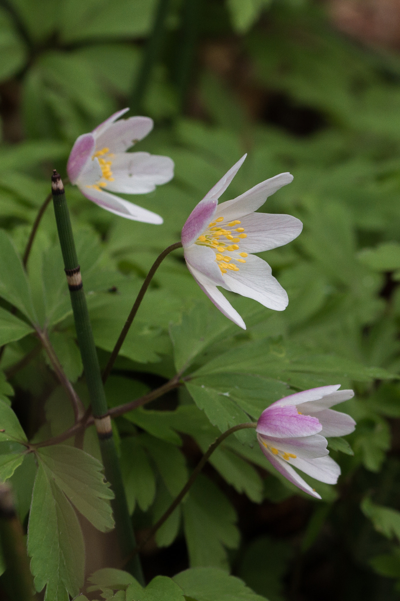 Sigma 105mm F2.8 EX DG OS HSM sample photo. Explosion de vie photography