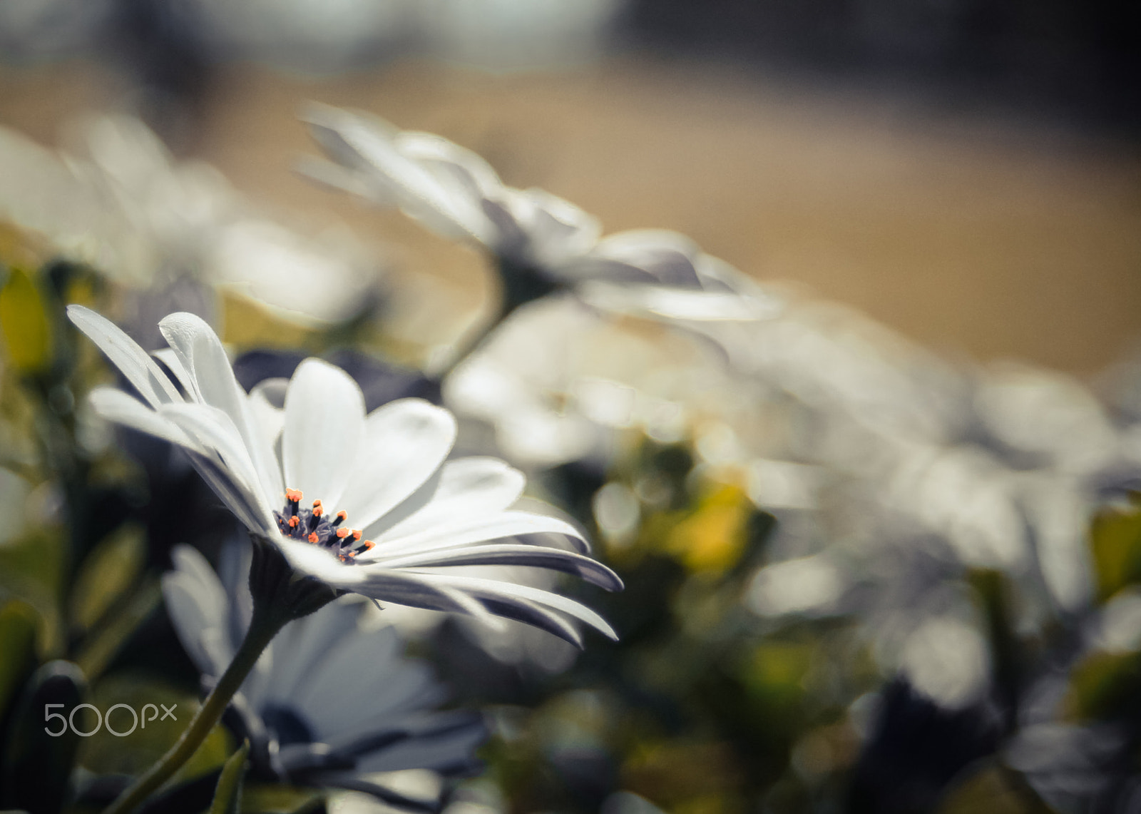 Canon EF 35-80mm f/4-5.6 USM sample photo. When opening daisies photography