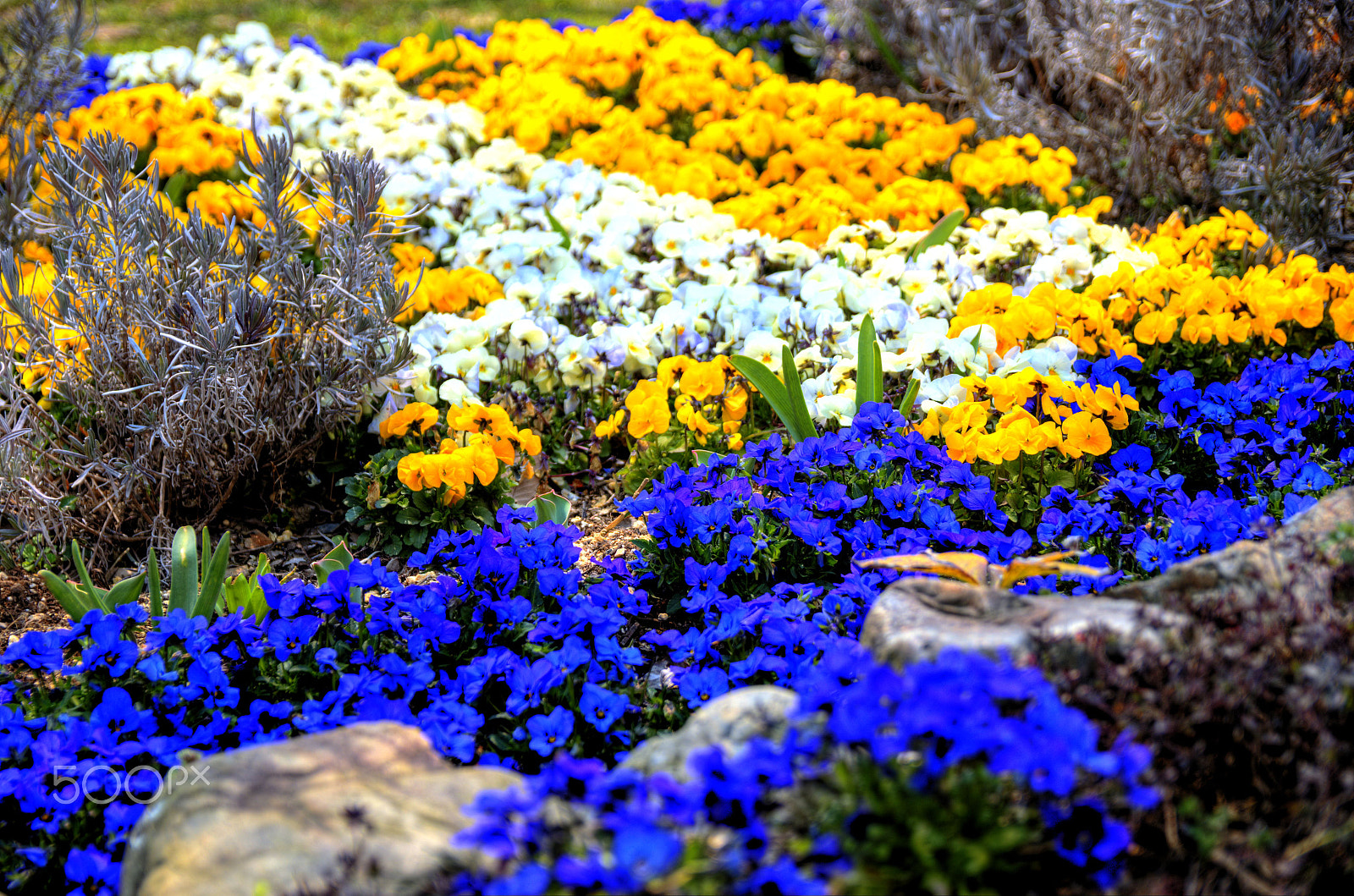 Sigma 17-50mm F2.8 EX DC OS HSM sample photo. Spring flowers photography