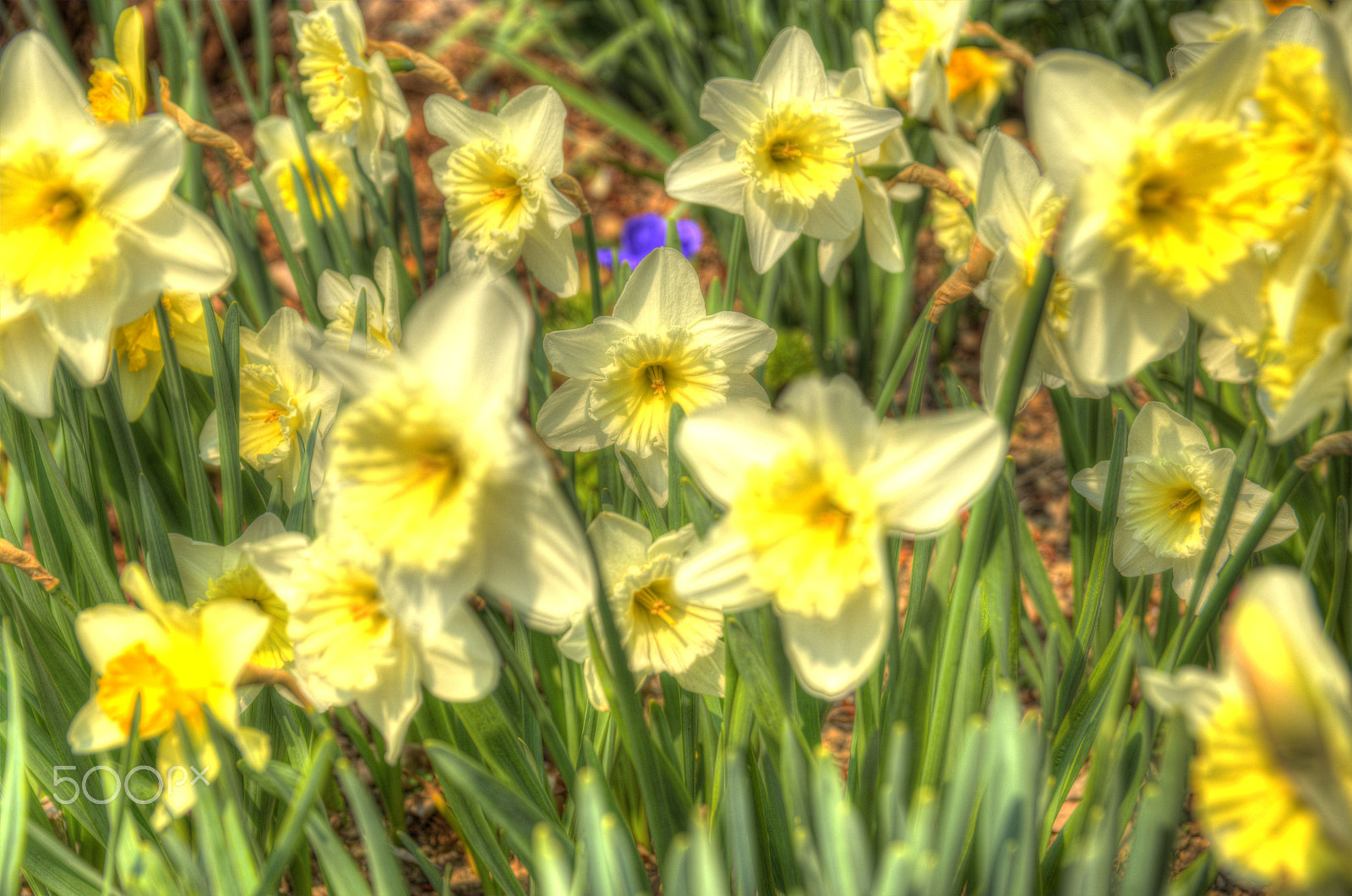 Sigma 17-50mm F2.8 EX DC OS HSM sample photo. Spring flowers photography