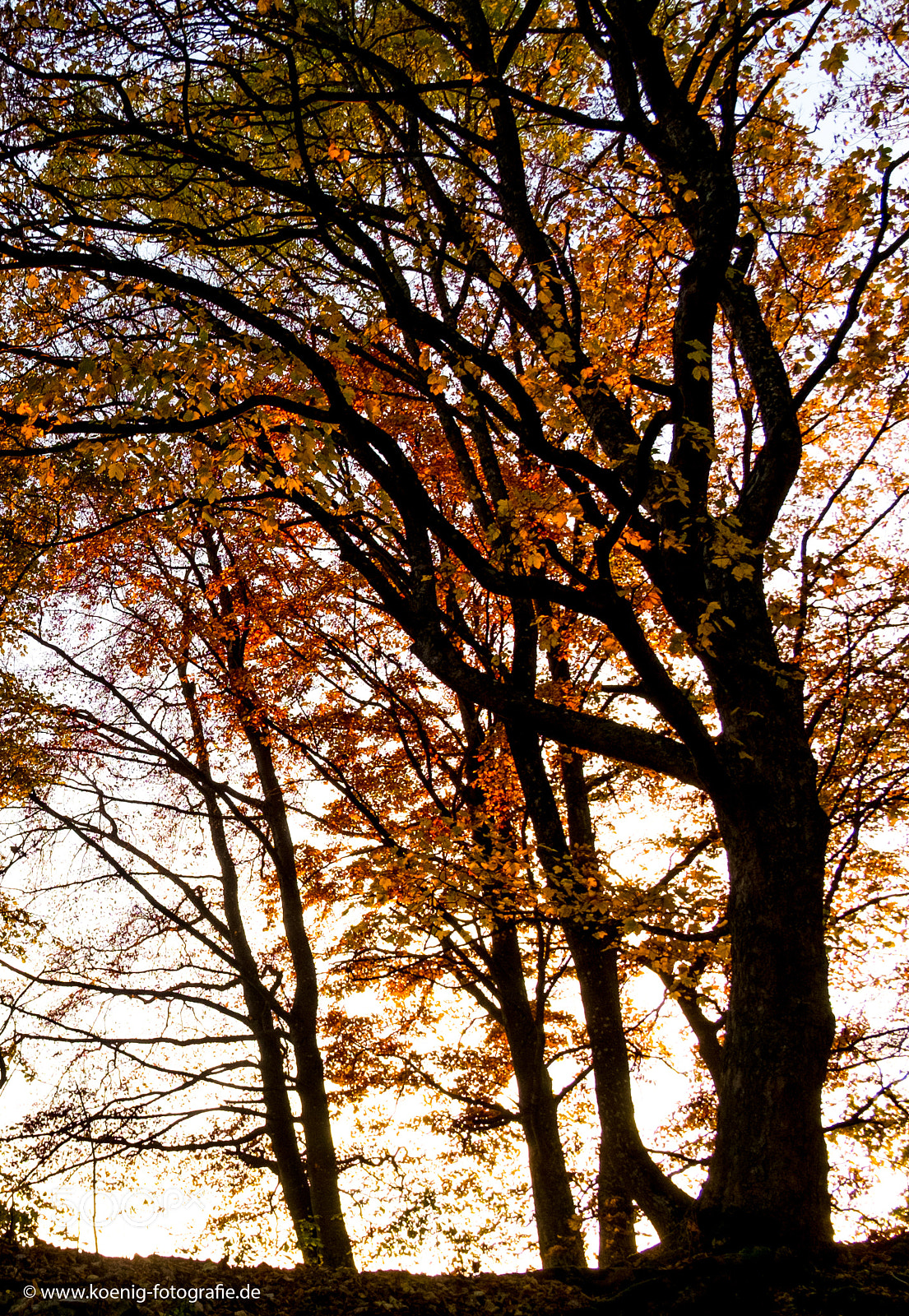 Fujifilm X-Pro1 sample photo. Trees photography