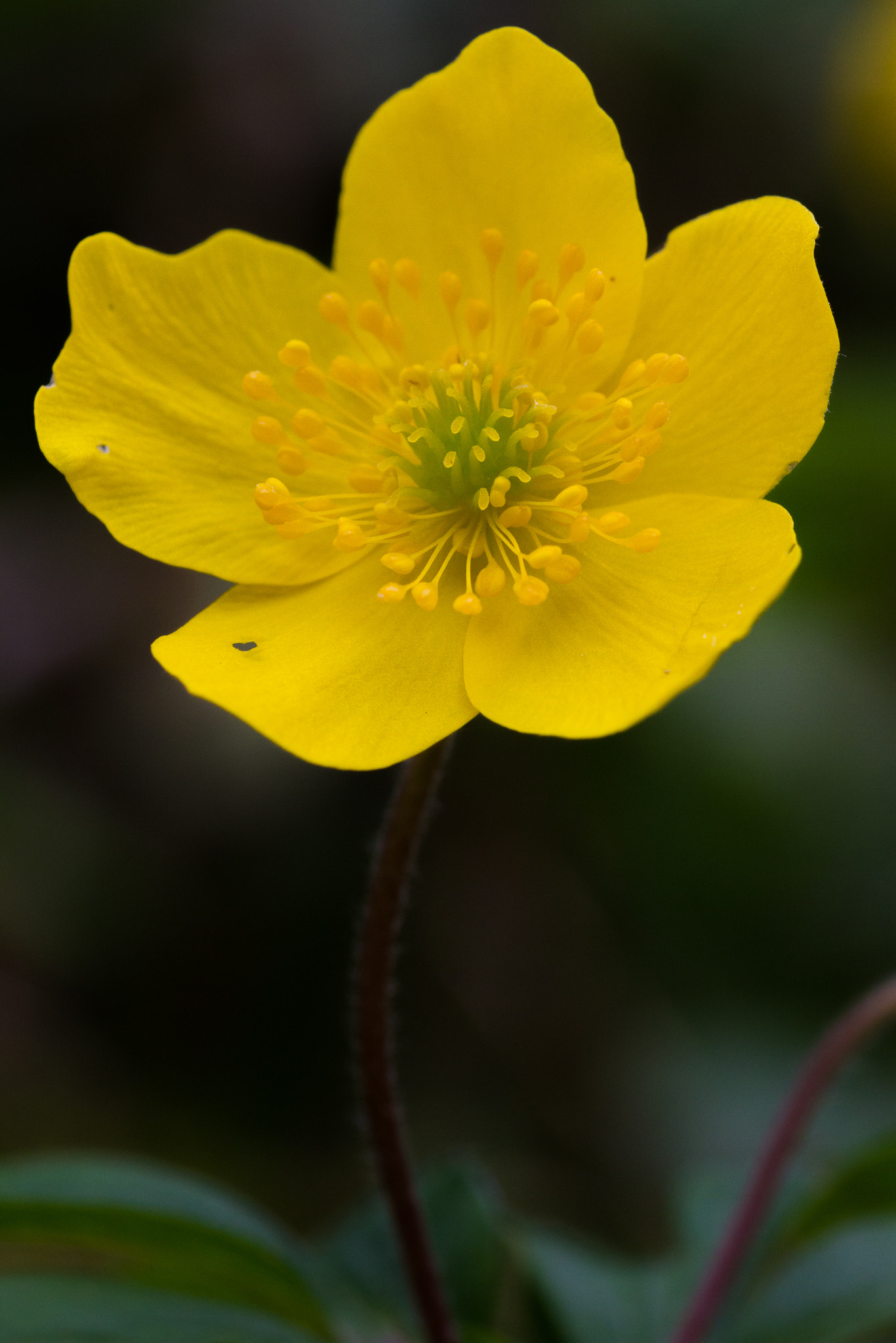 Sigma 105mm F2.8 EX DG OS HSM sample photo. Explosion de vie photography