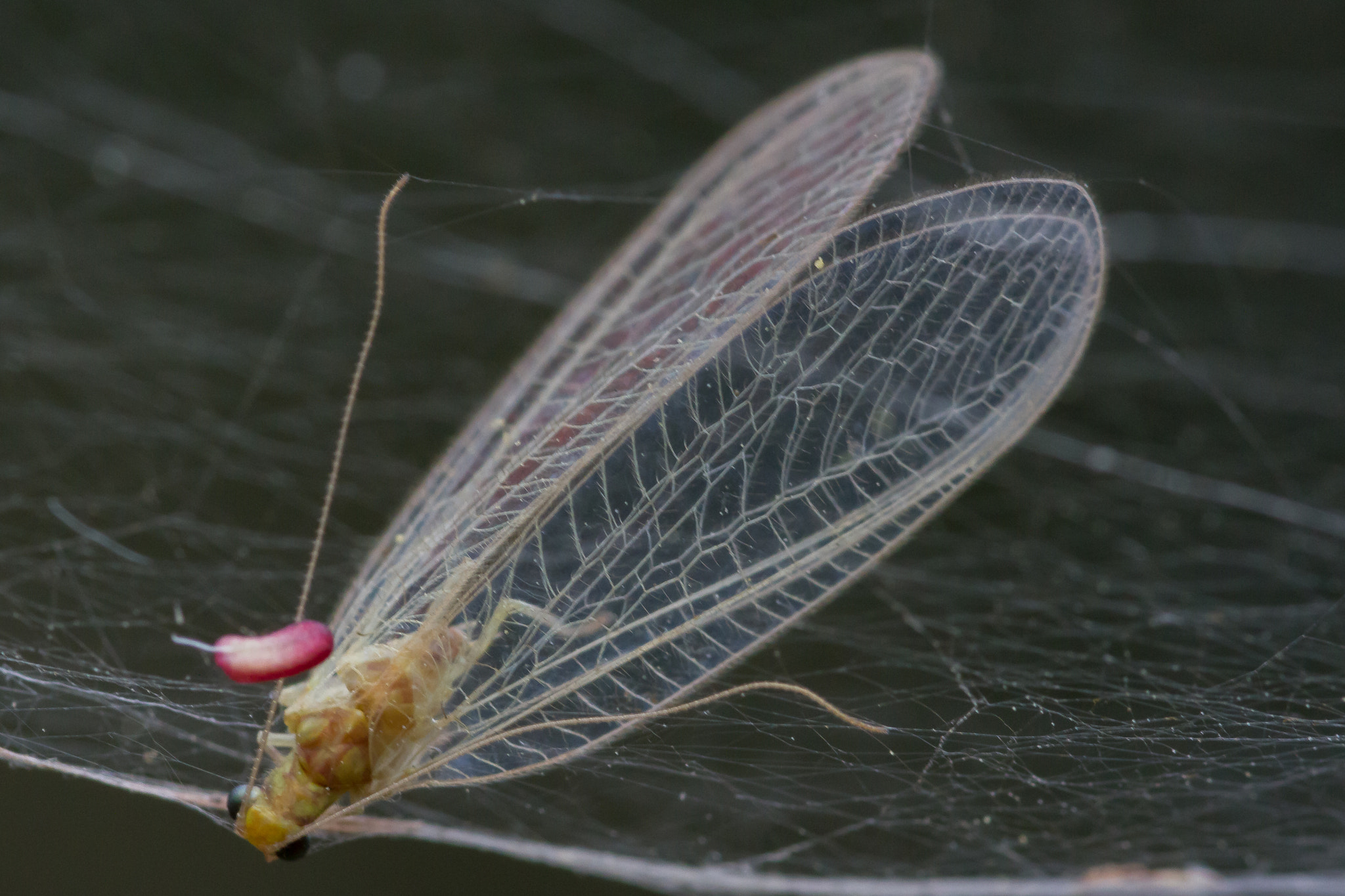 Sigma 105mm F2.8 EX DG OS HSM sample photo. Dentelle photography