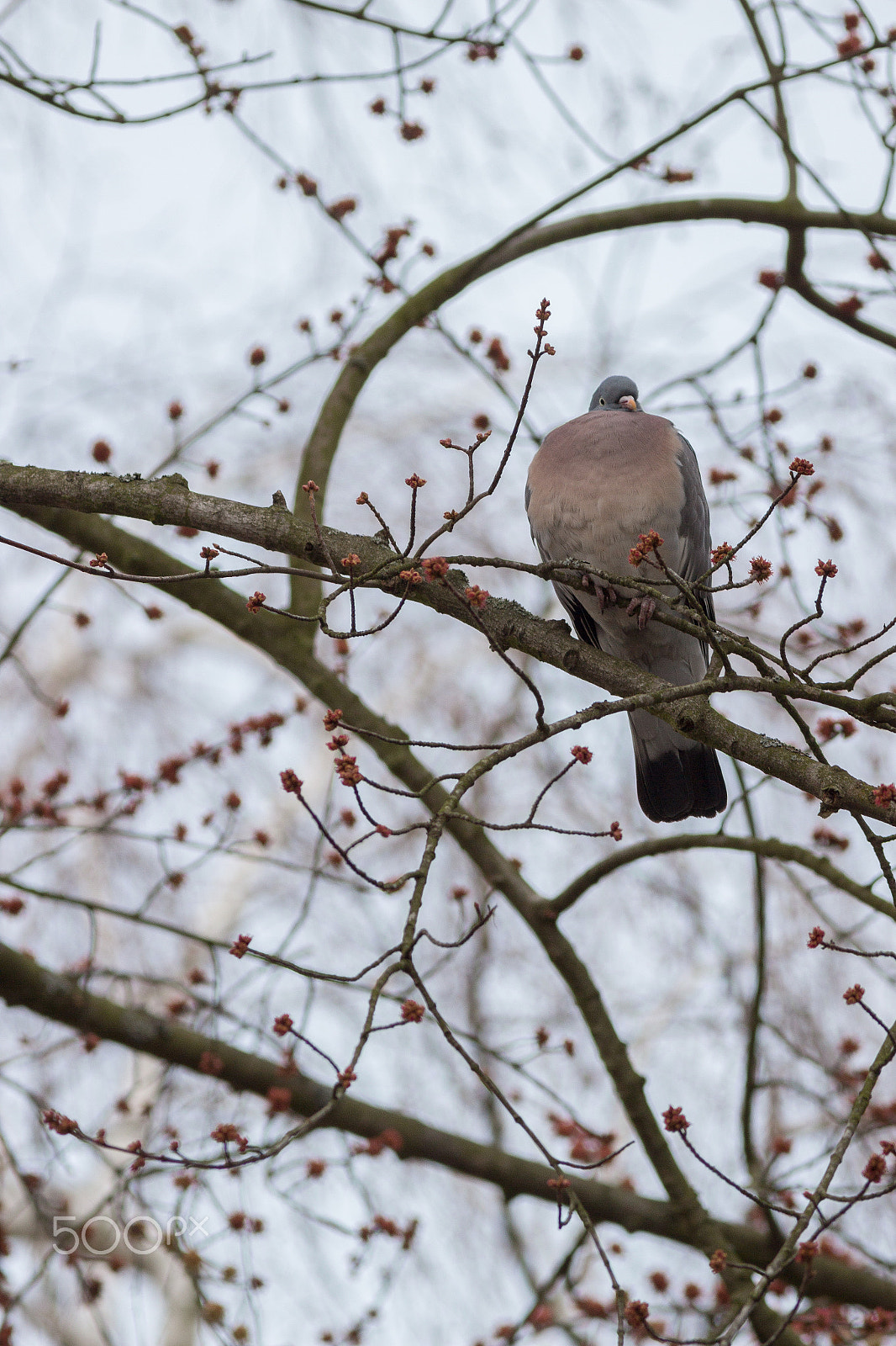 Canon EOS 600D (Rebel EOS T3i / EOS Kiss X5) + Canon EF 400mm F5.6L USM sample photo. The common wood pigeon (columba palumbus) photography