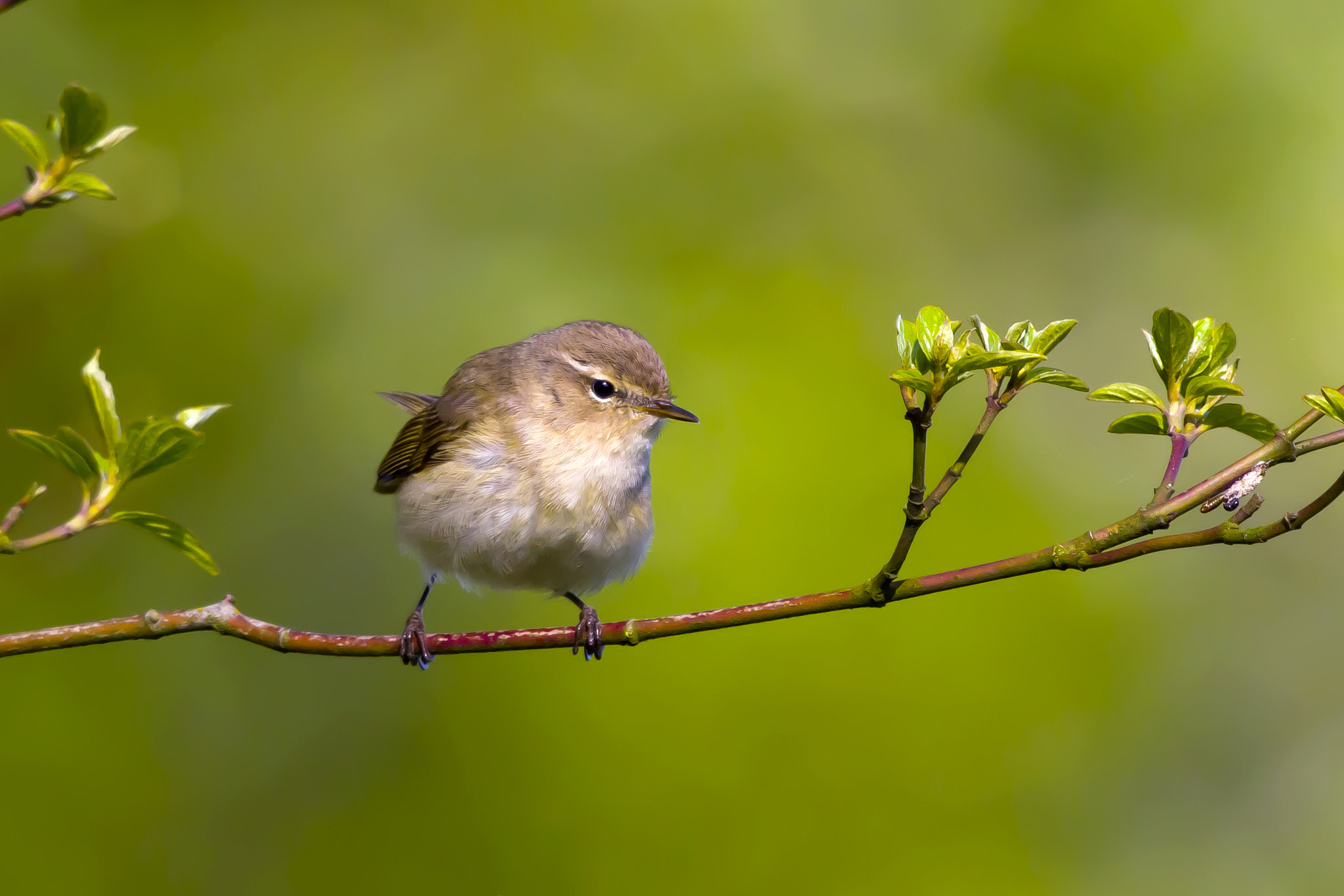 Pentax K-3 sample photo. Springtime photography