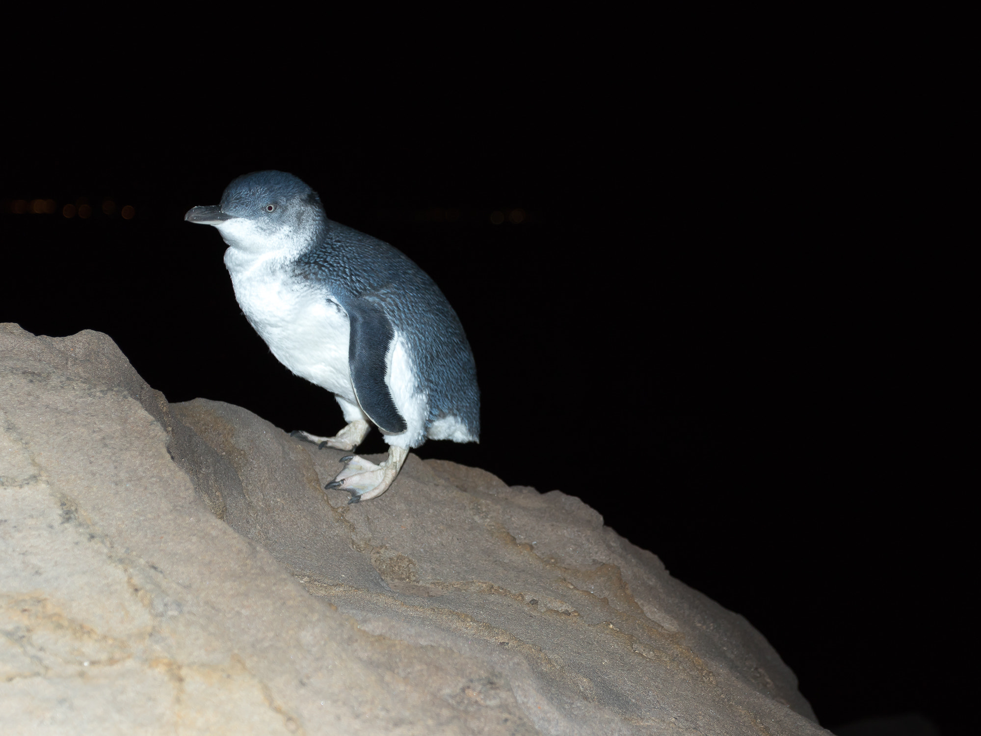 Canon EF 17-40mm F4L USM sample photo. St. kilda's penguin photography