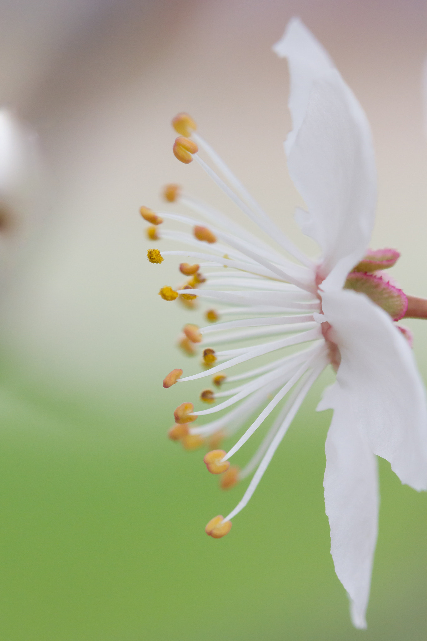 Sigma 105mm F2.8 EX DG OS HSM sample photo. Explosion de vie photography