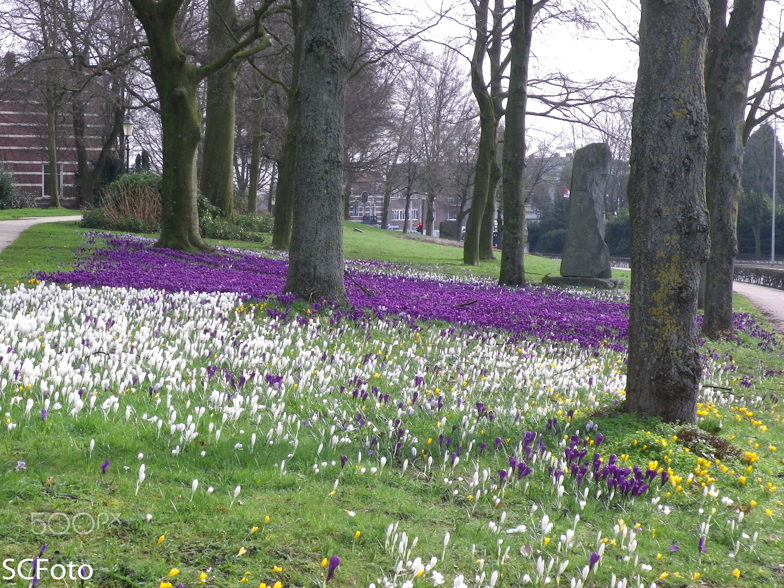 Pentax Optio I-10 sample photo. Early spring in the netherlands photography
