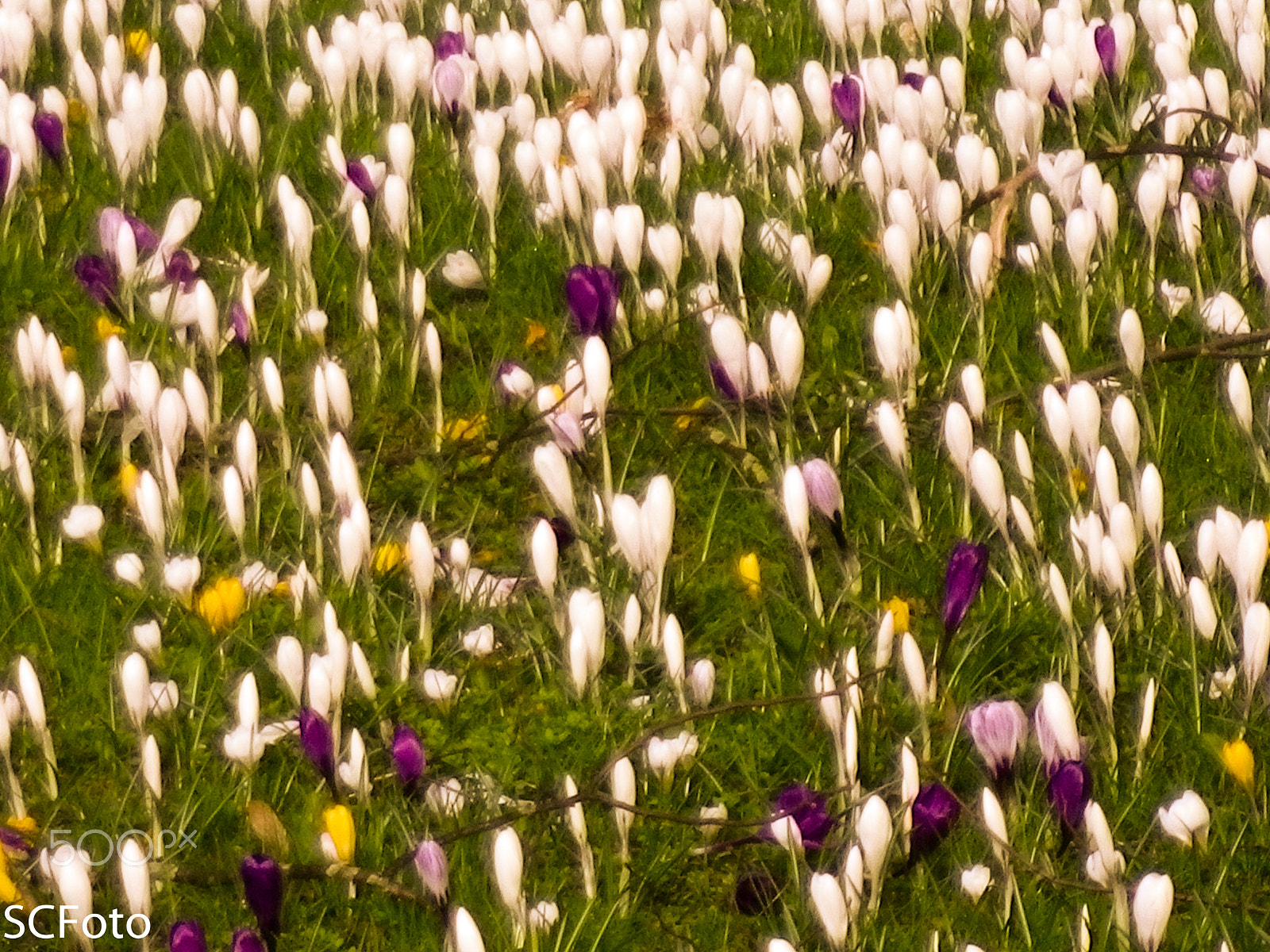 Pentax Optio I-10 sample photo. Early spring in the netherlands photography