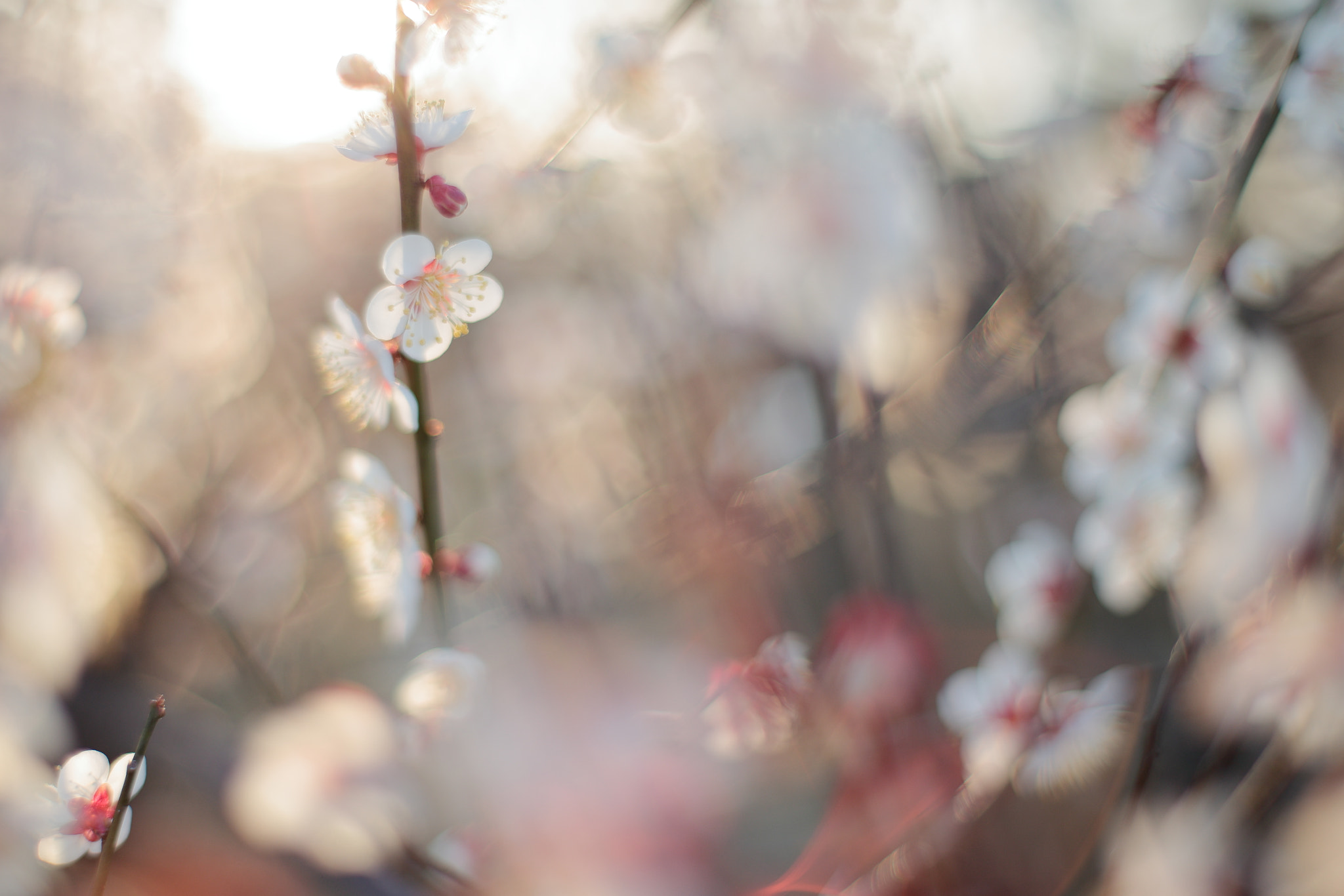 ZEISS Planar T* 50mm F1.4 sample photo. Plum-grove park photography