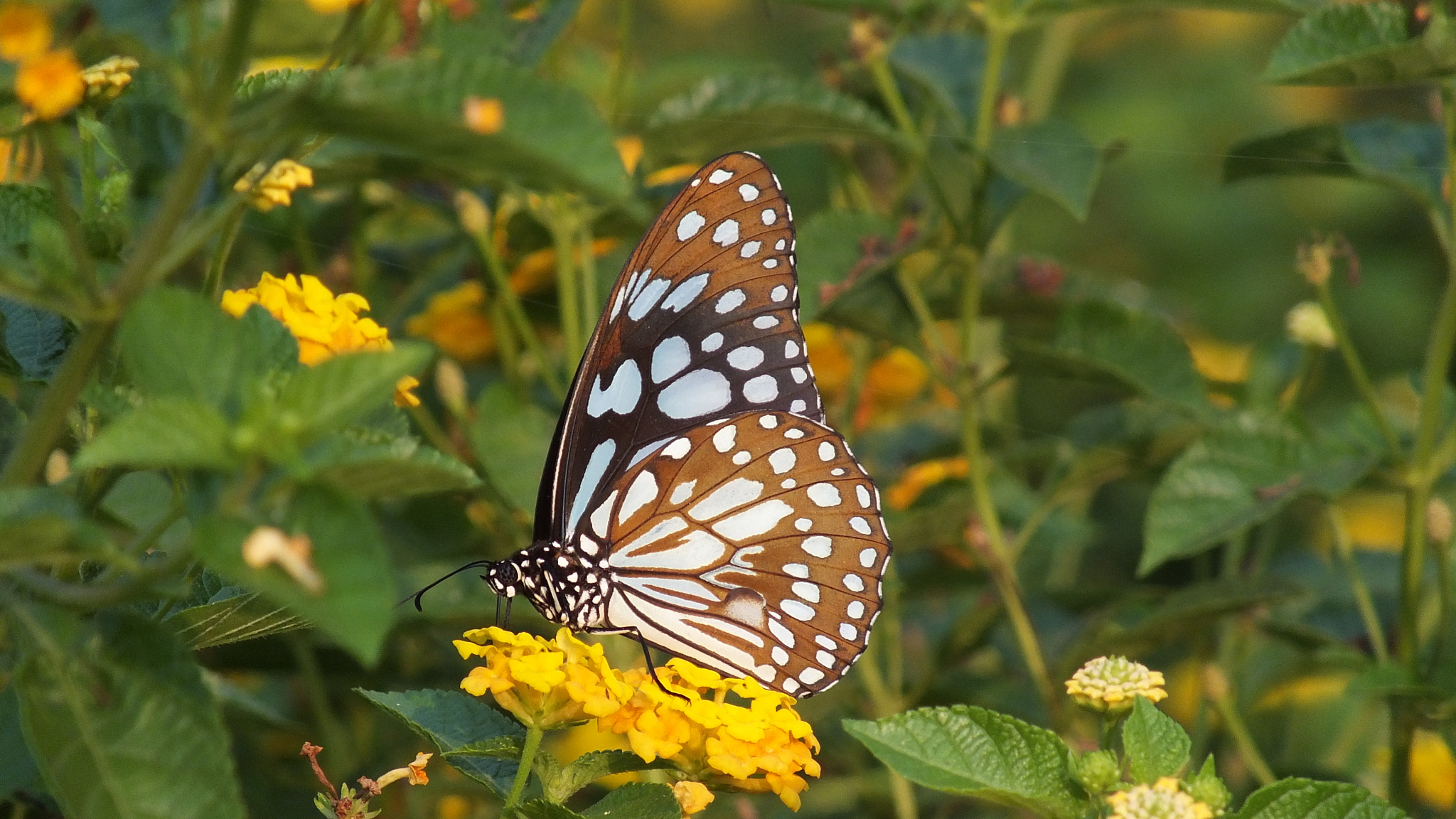 Fujifilm FinePix HS28EXR sample photo. In search of nectar photography