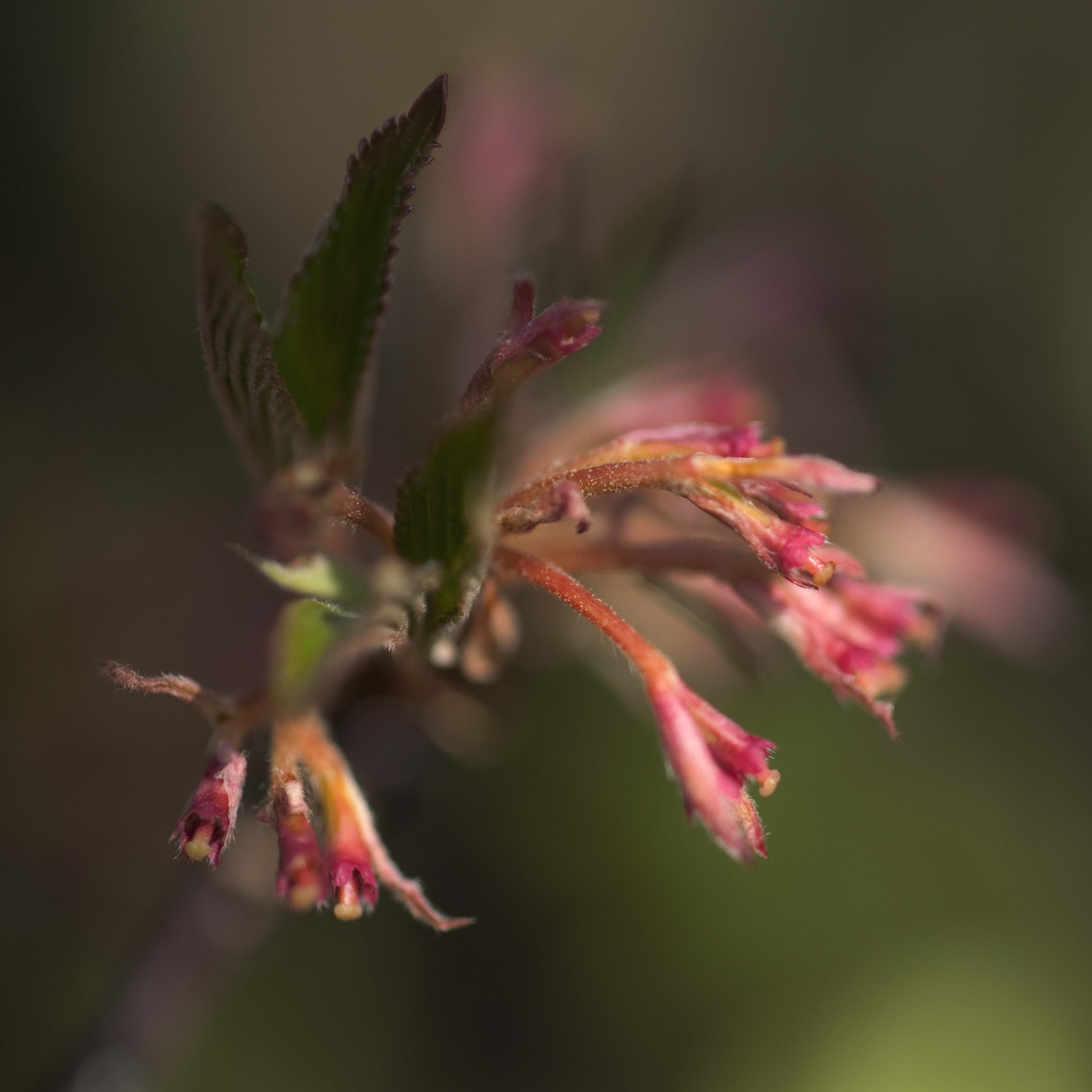 Nikon D3 sample photo. Springcolors9 photography