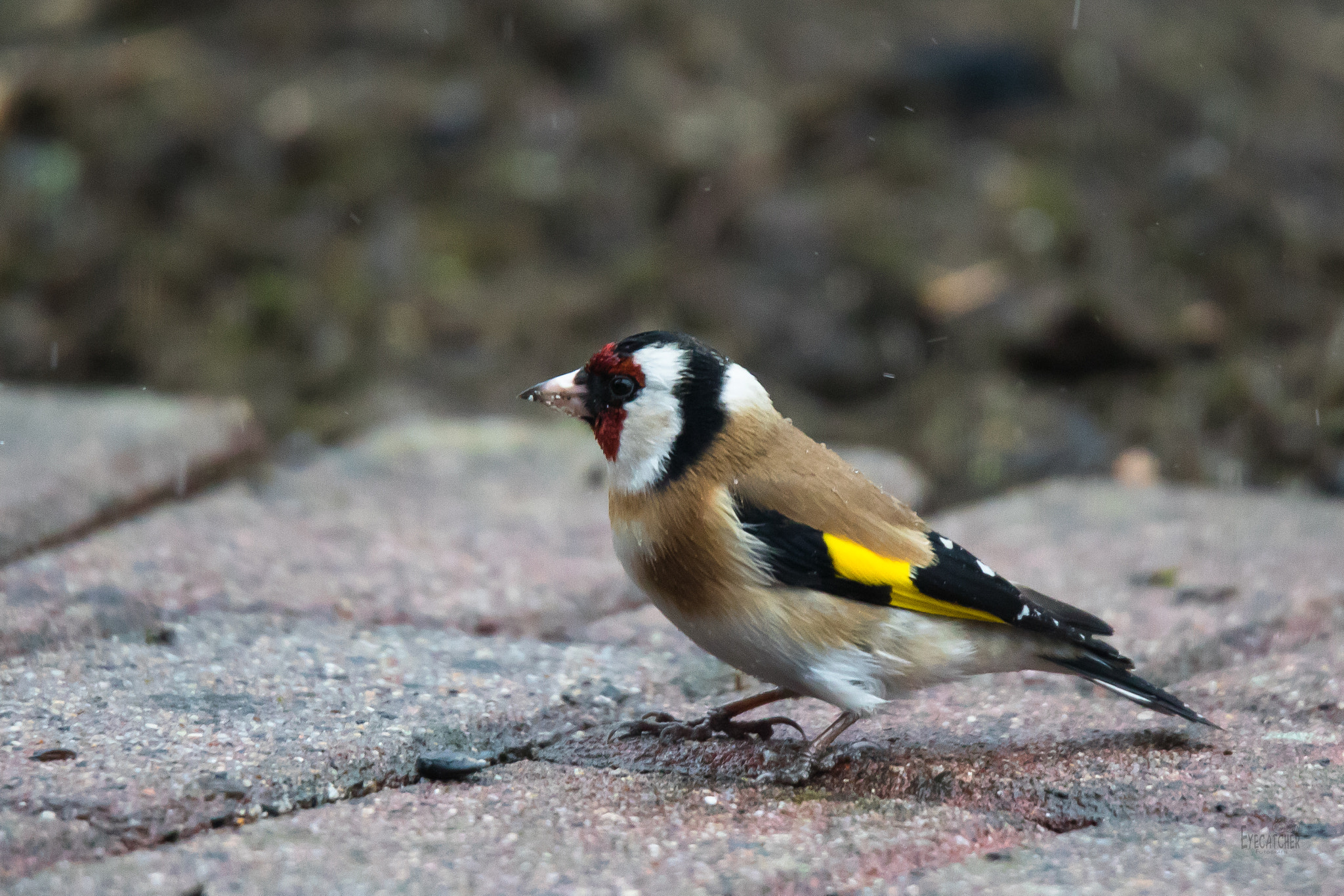 Tamron SP 150-600mm F5-6.3 Di VC USD sample photo. Stieglitz photography