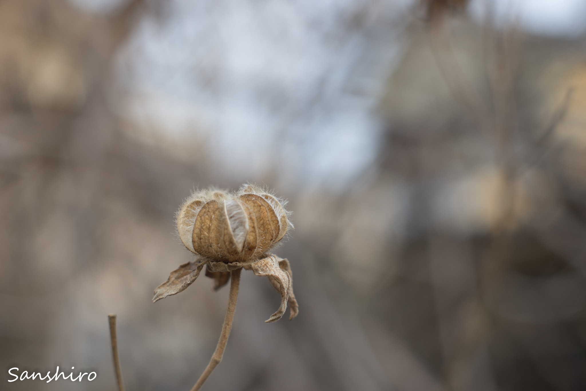 Sony a7 II sample photo. Untitled photography