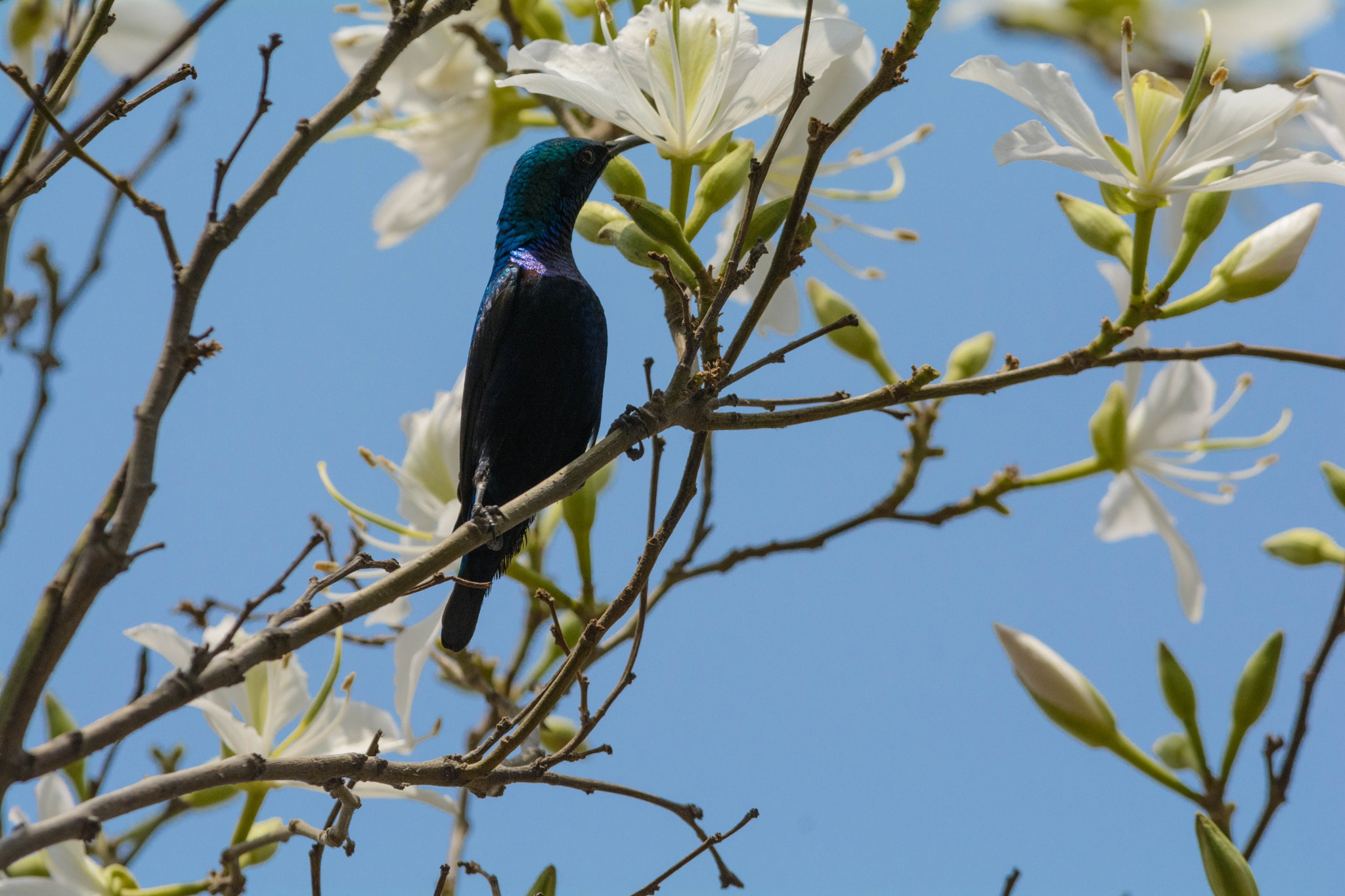 Nikon D7100 + Nikon AF-S Nikkor 300mm F4D ED-IF sample photo. Sunbird photography