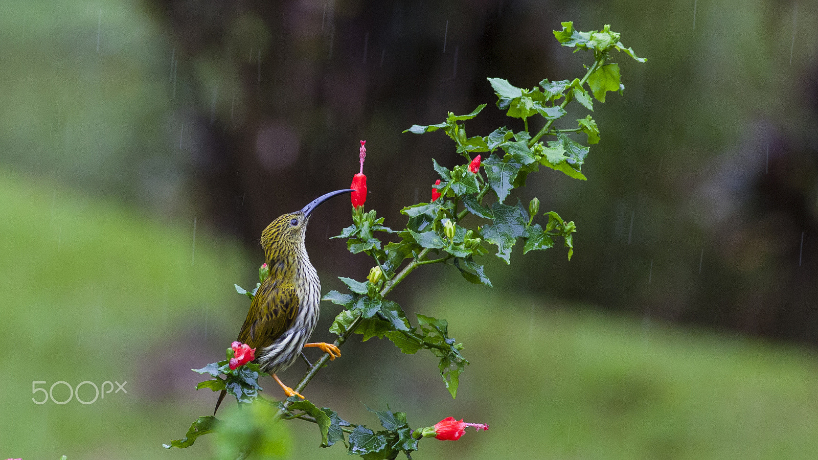 Canon EOS 5D Mark II + Canon EF 400mm F5.6L USM sample photo. Spiderhunter photography